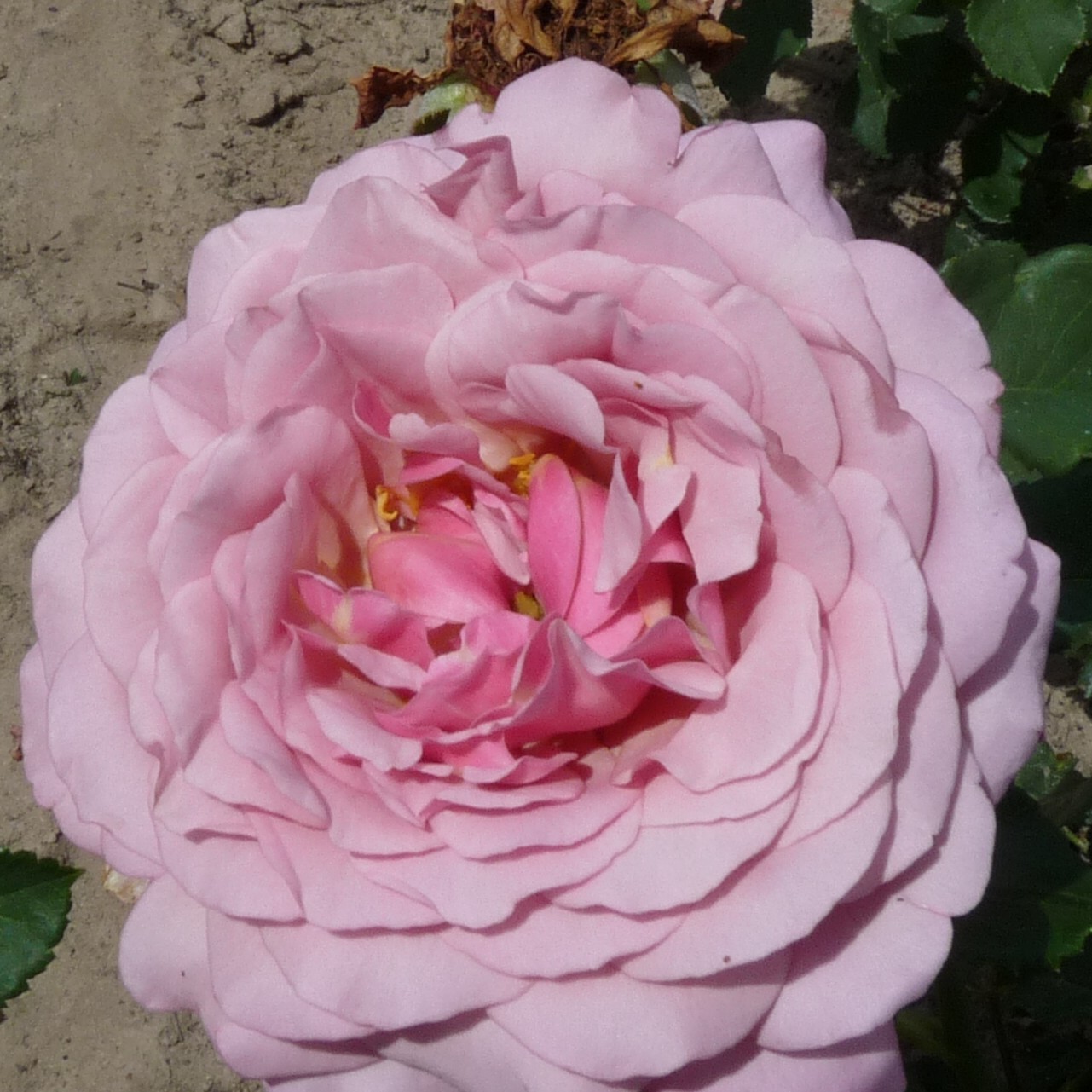 Blueberry Cream – Bild 6