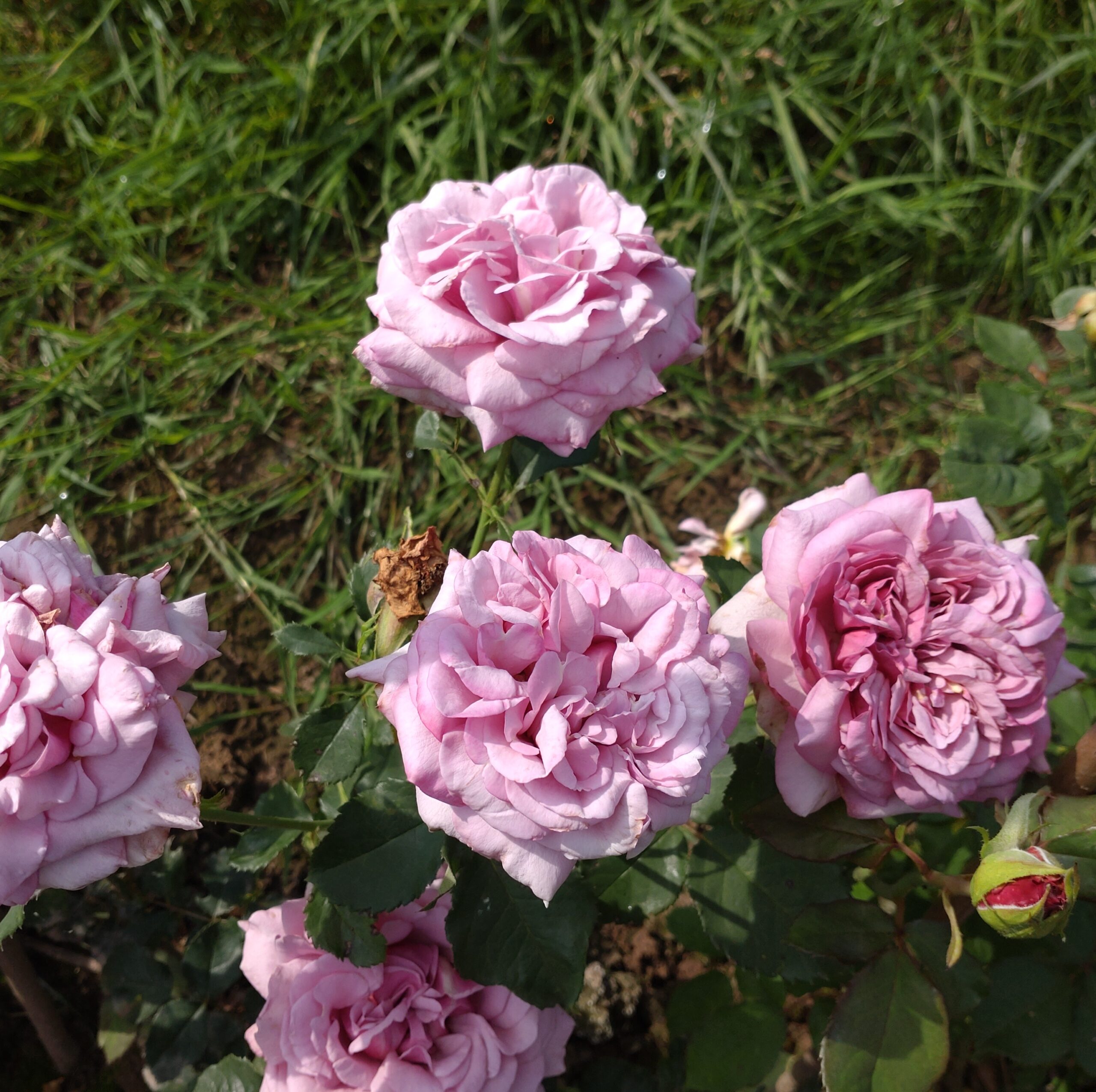 Blueberry Cream – Bild 8