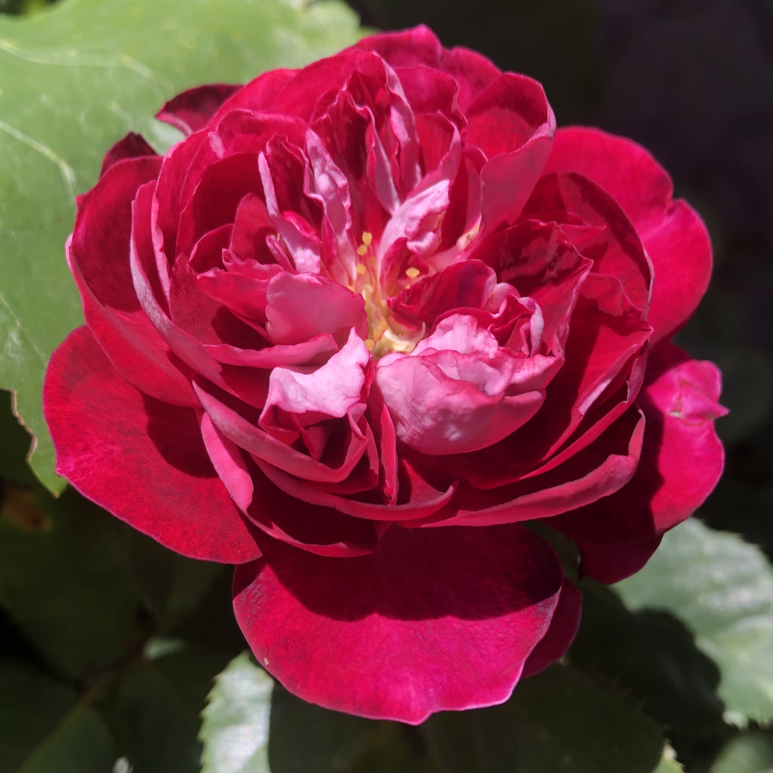 Sparkling Burgundy – Bild 2
