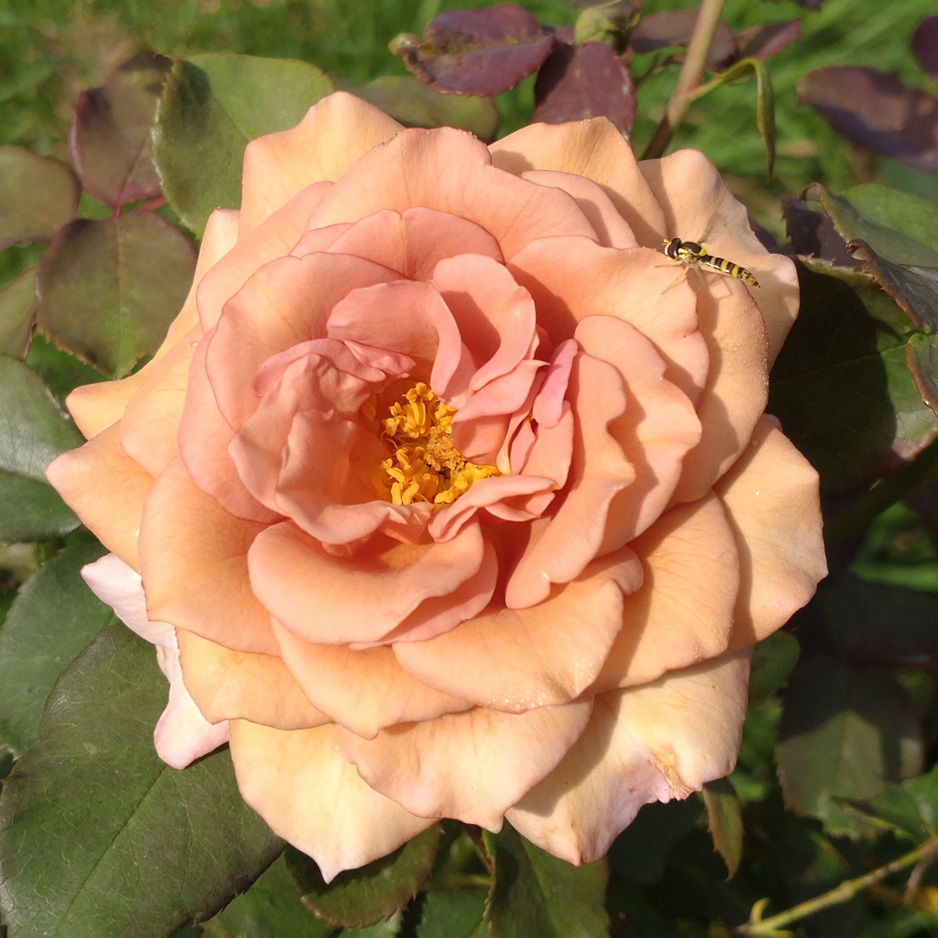 Lady Cinnamon – Bild 2