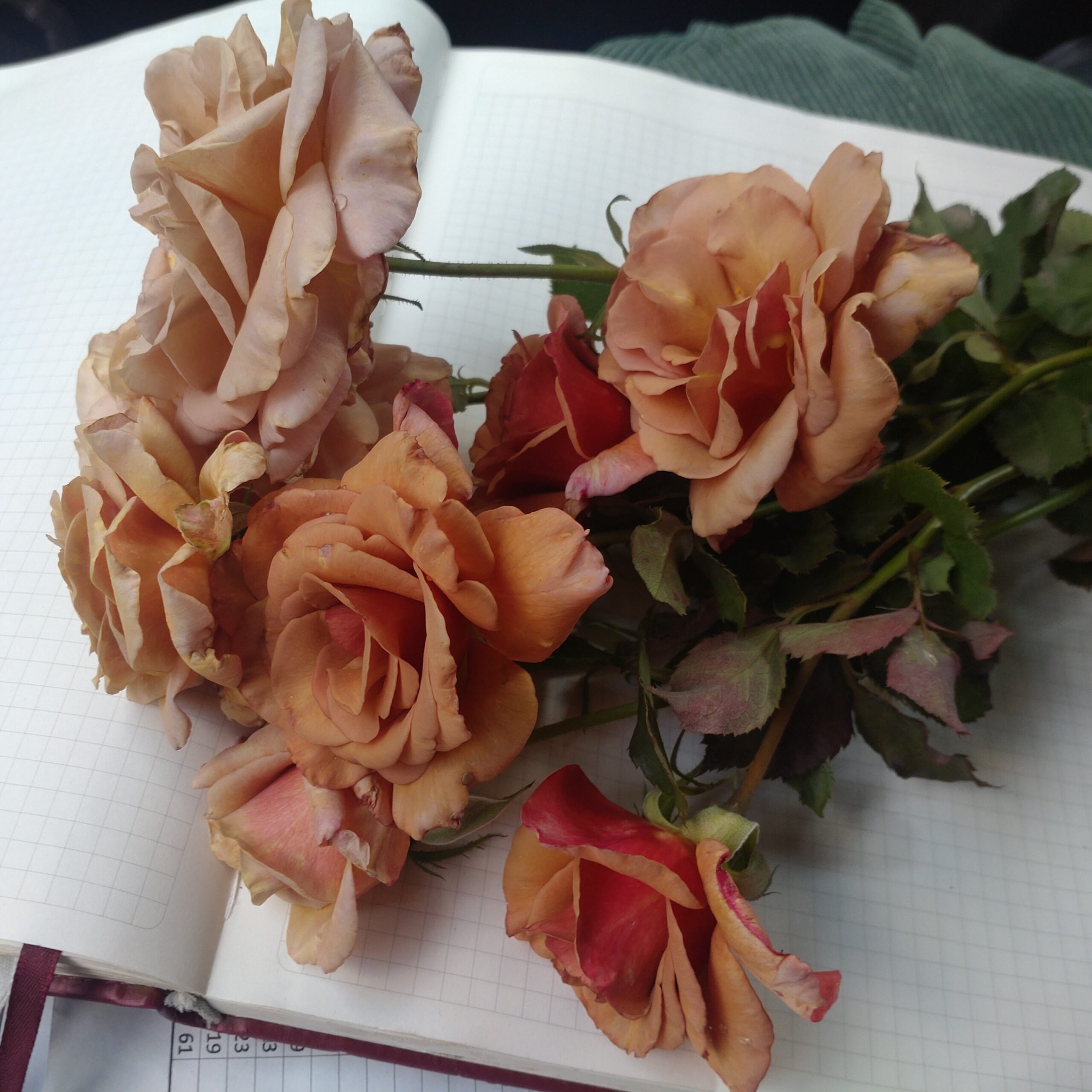 Lady Cinnamon – Bild 11