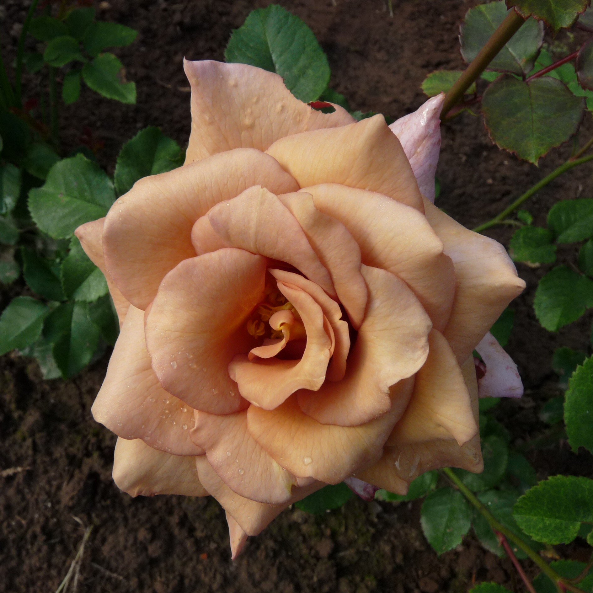 Lady Cinnamon – Bild 12
