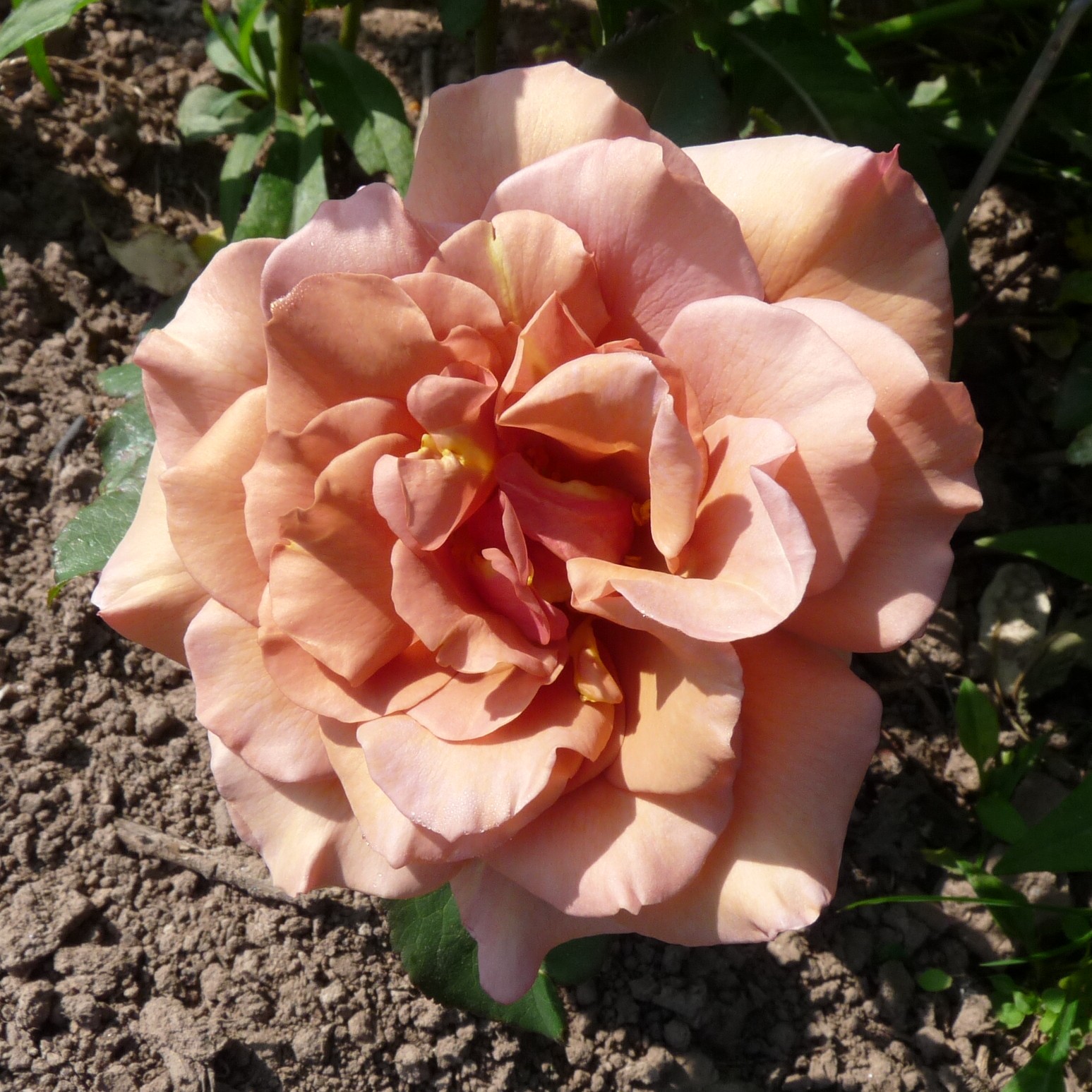 Lady Cinnamon – Bild 13