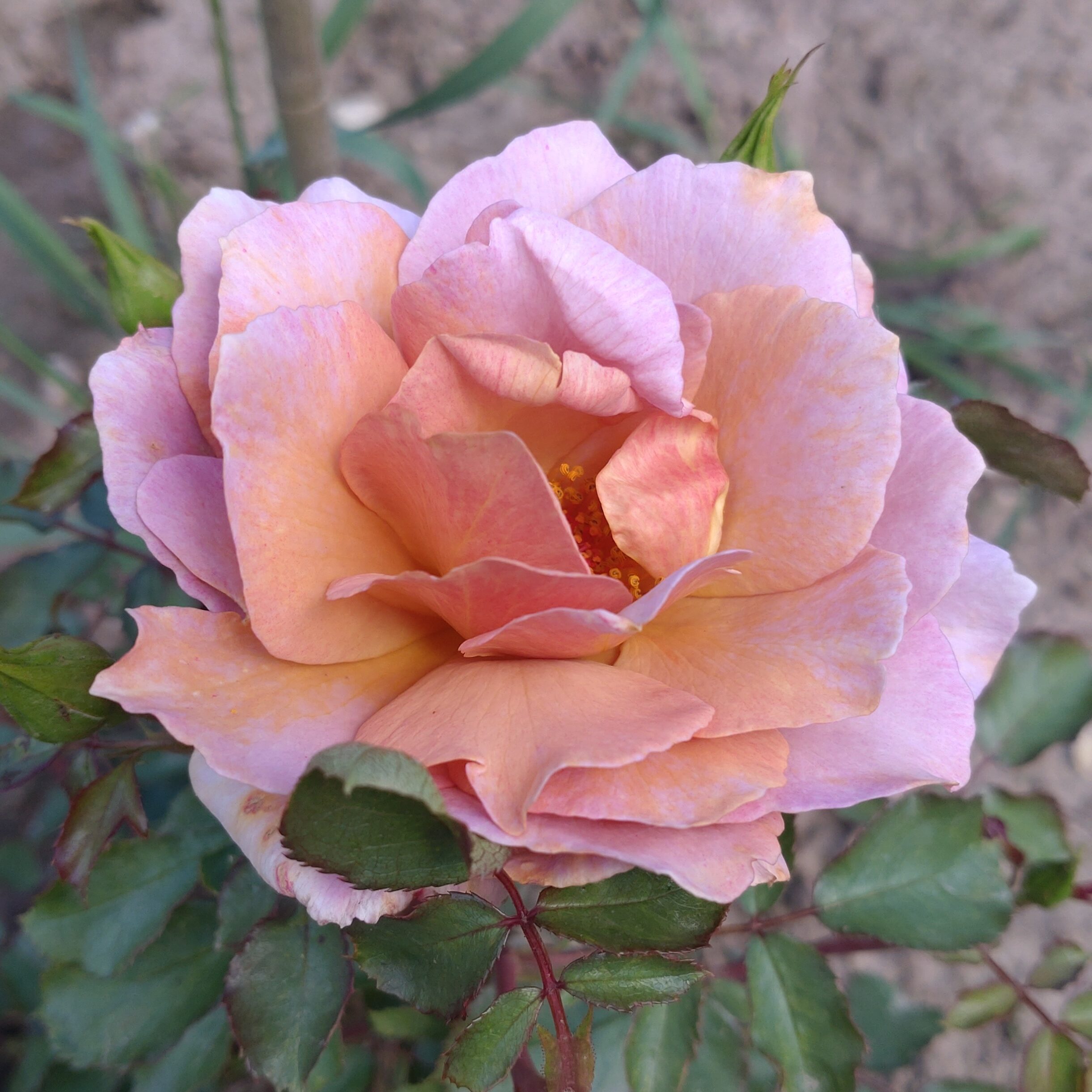 Lady Cinnamon – Bild 14