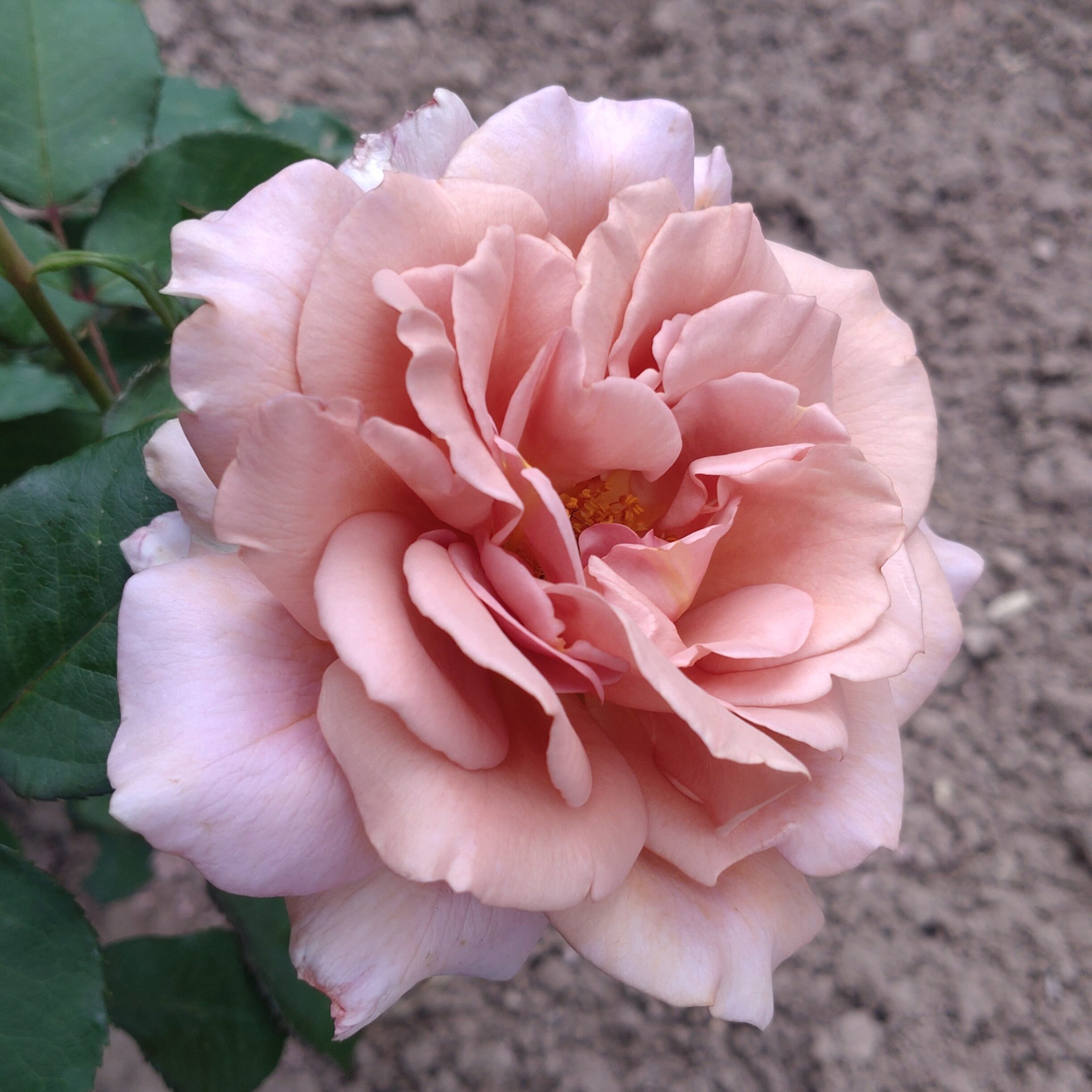 Lady Cinnamon – Bild 16