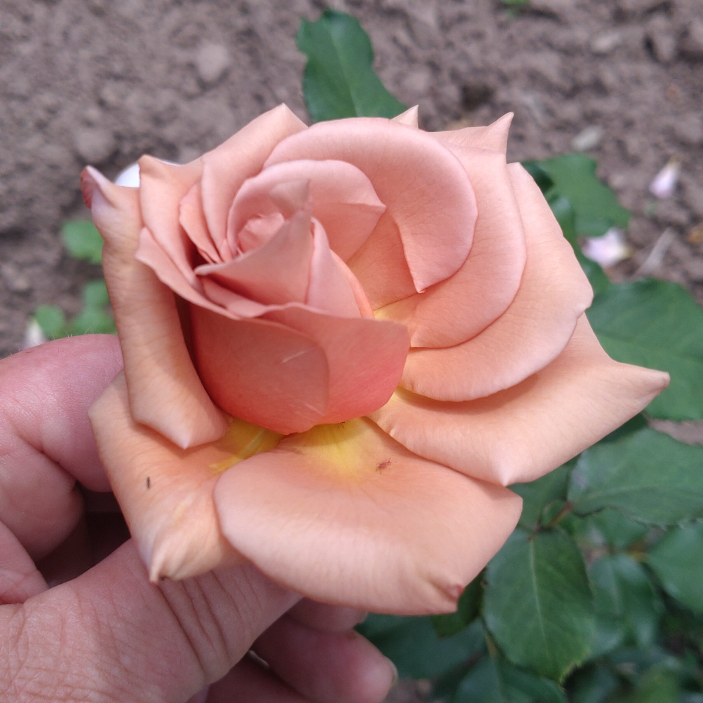 Lady Cinnamon – Bild 15