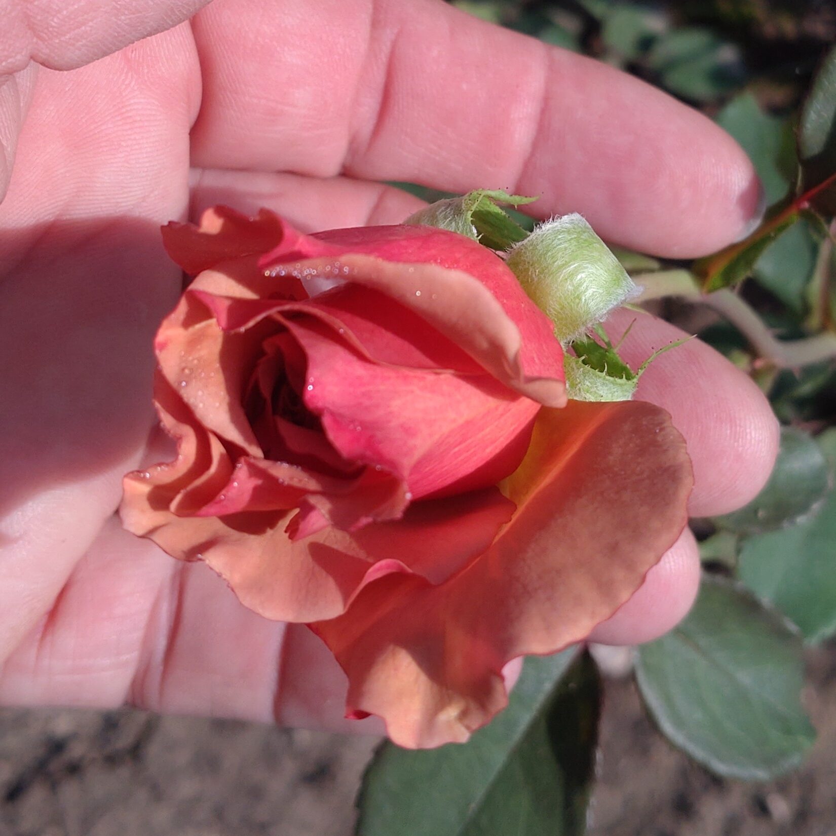 Lady Cinnamon – Bild 3