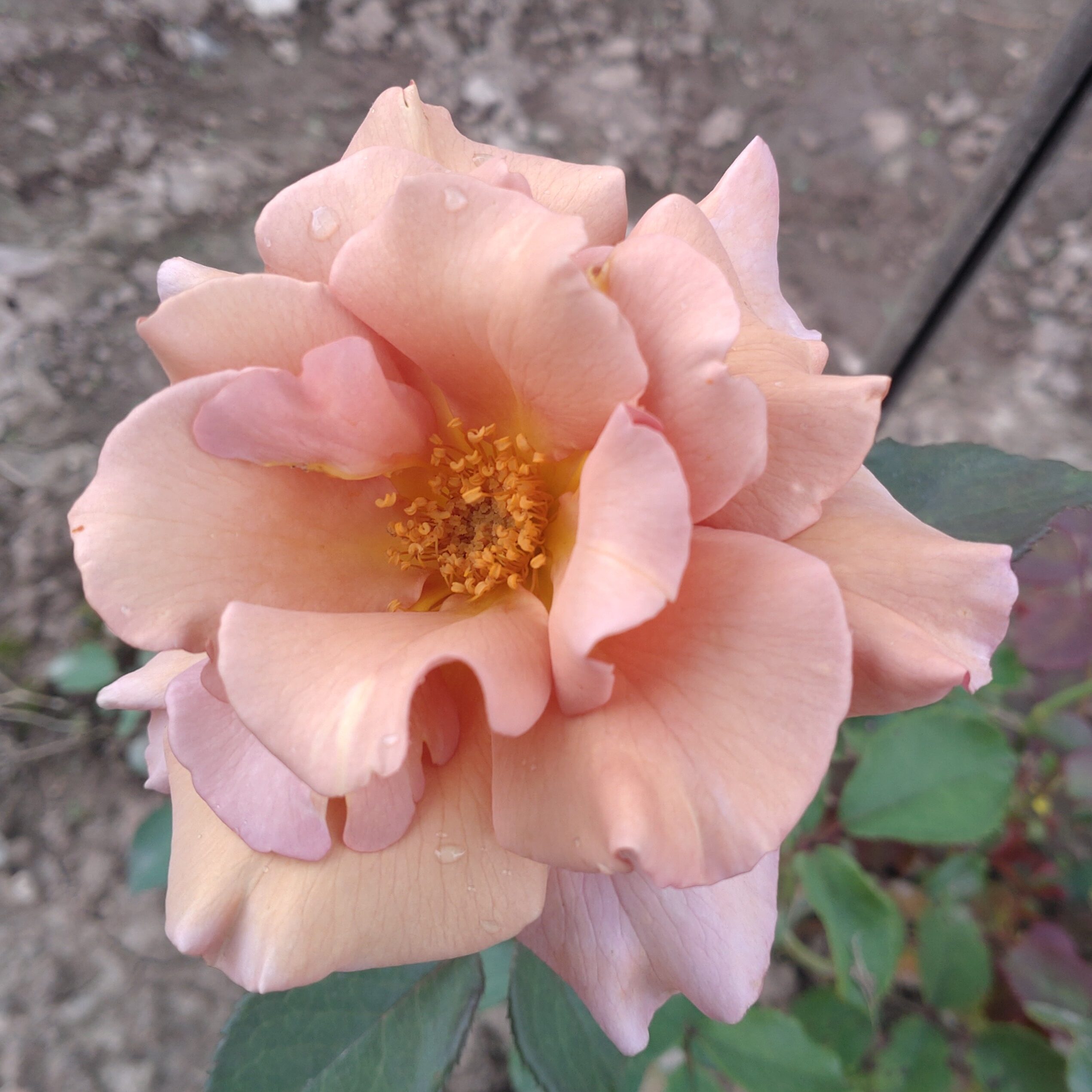 Lady Cinnamon – Bild 4