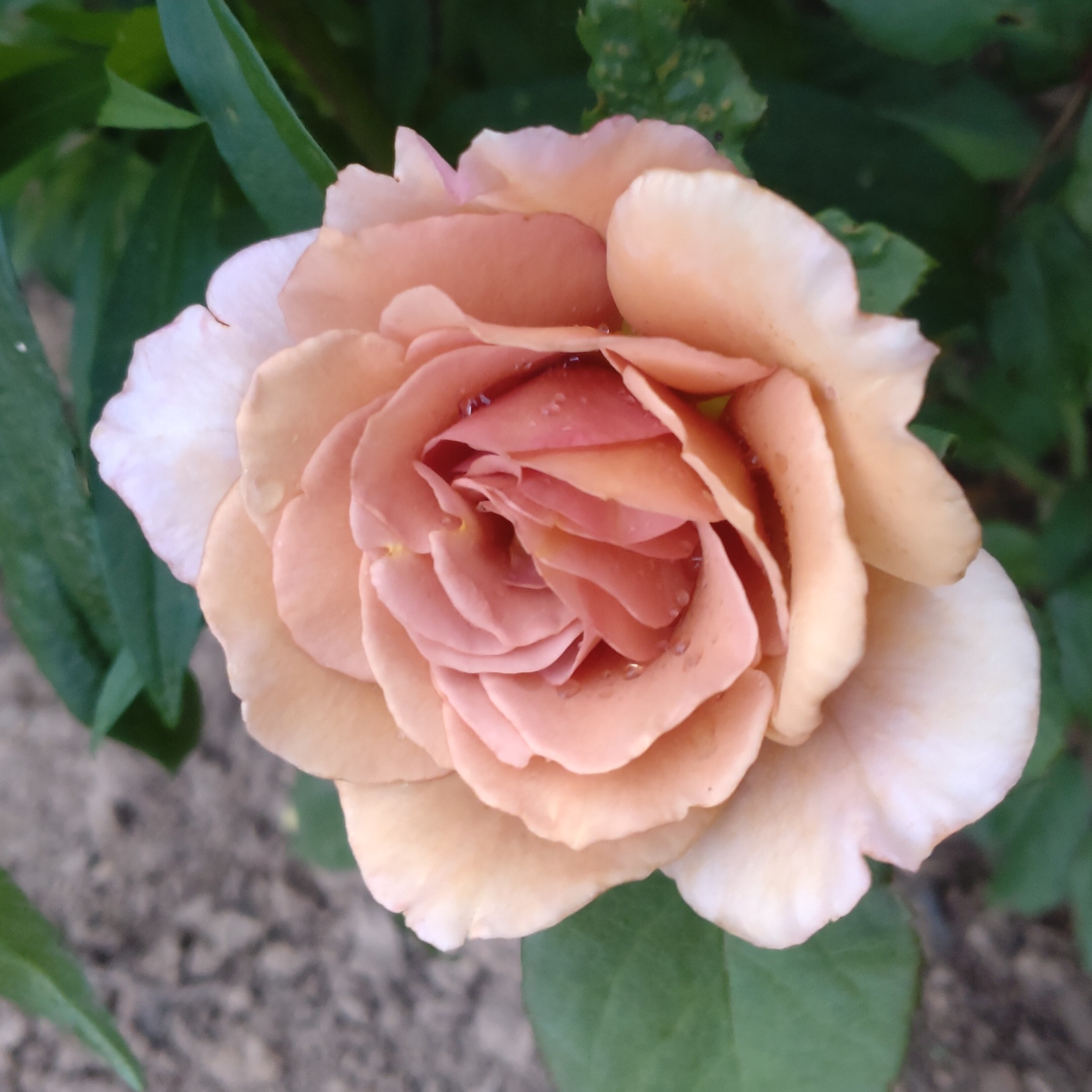 Lady Cinnamon – Bild 5