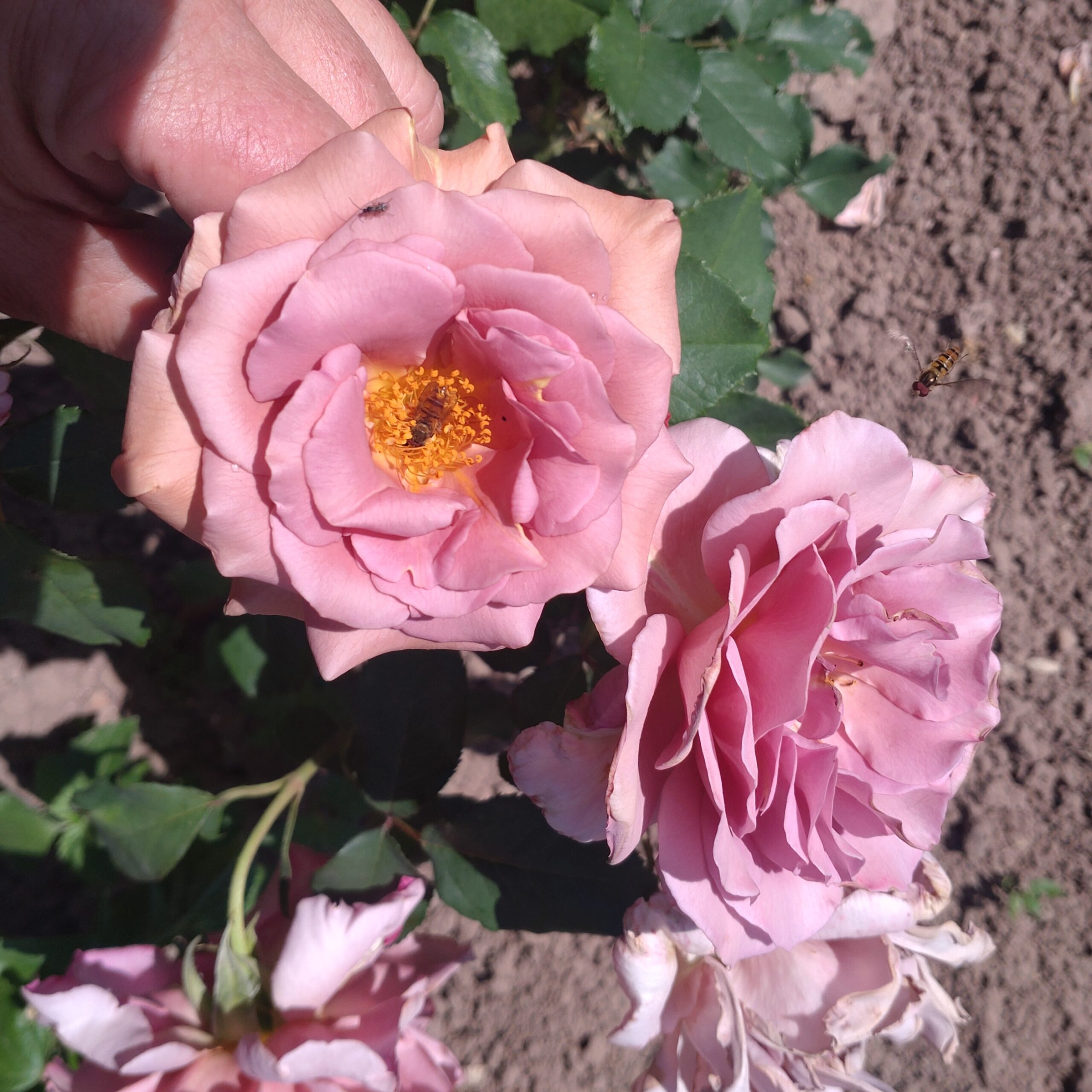 Lady Cinnamon – Bild 6
