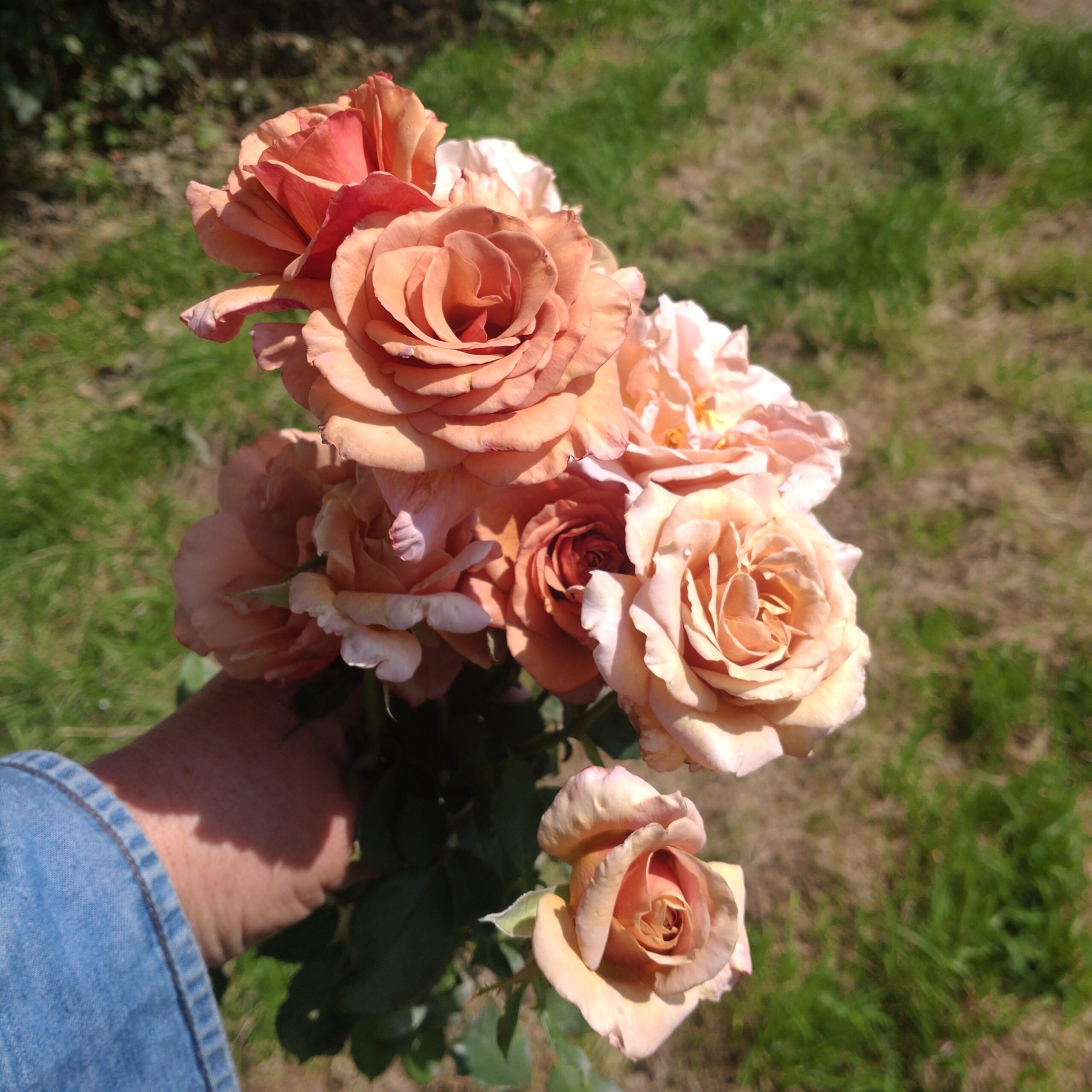 Lady Cinnamon – Bild 7