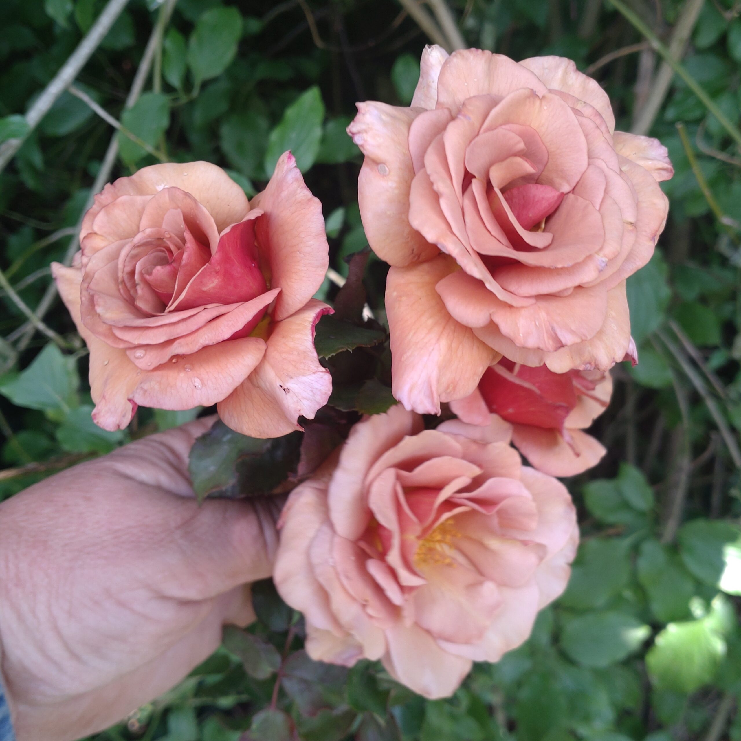 Lady Cinnamon – Bild 8