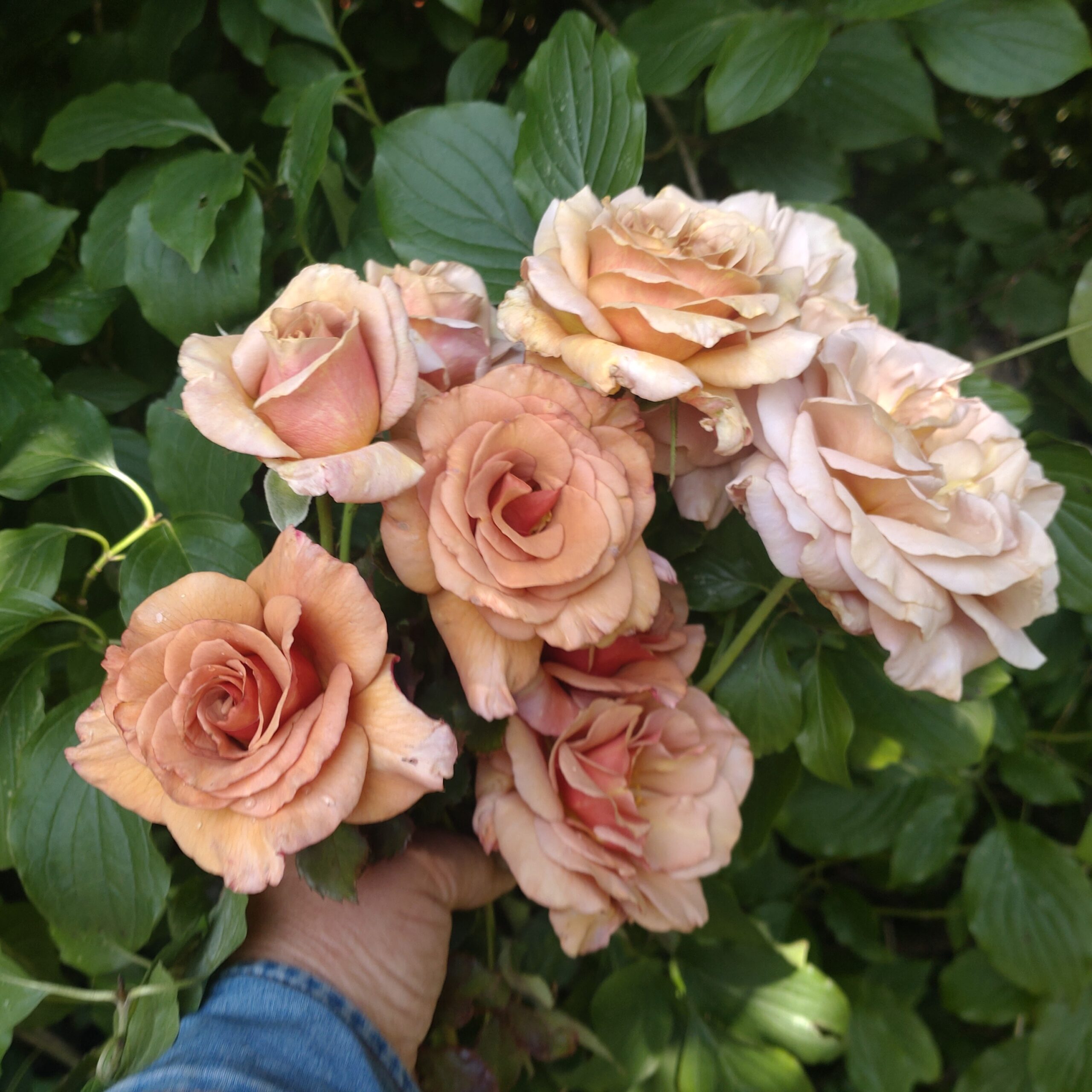 Lady Cinnamon – Bild 10