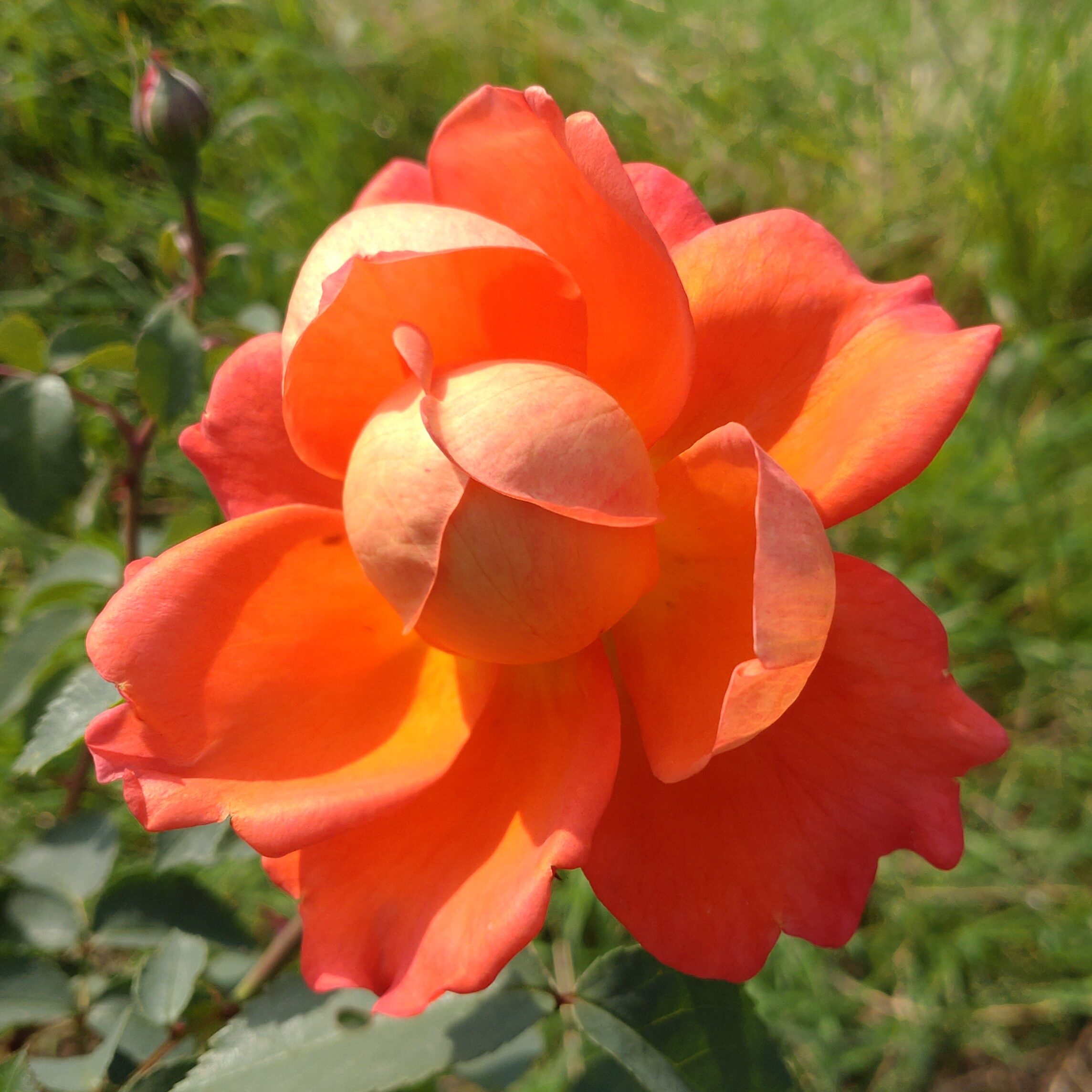 Mandarin Gold – Bild 2
