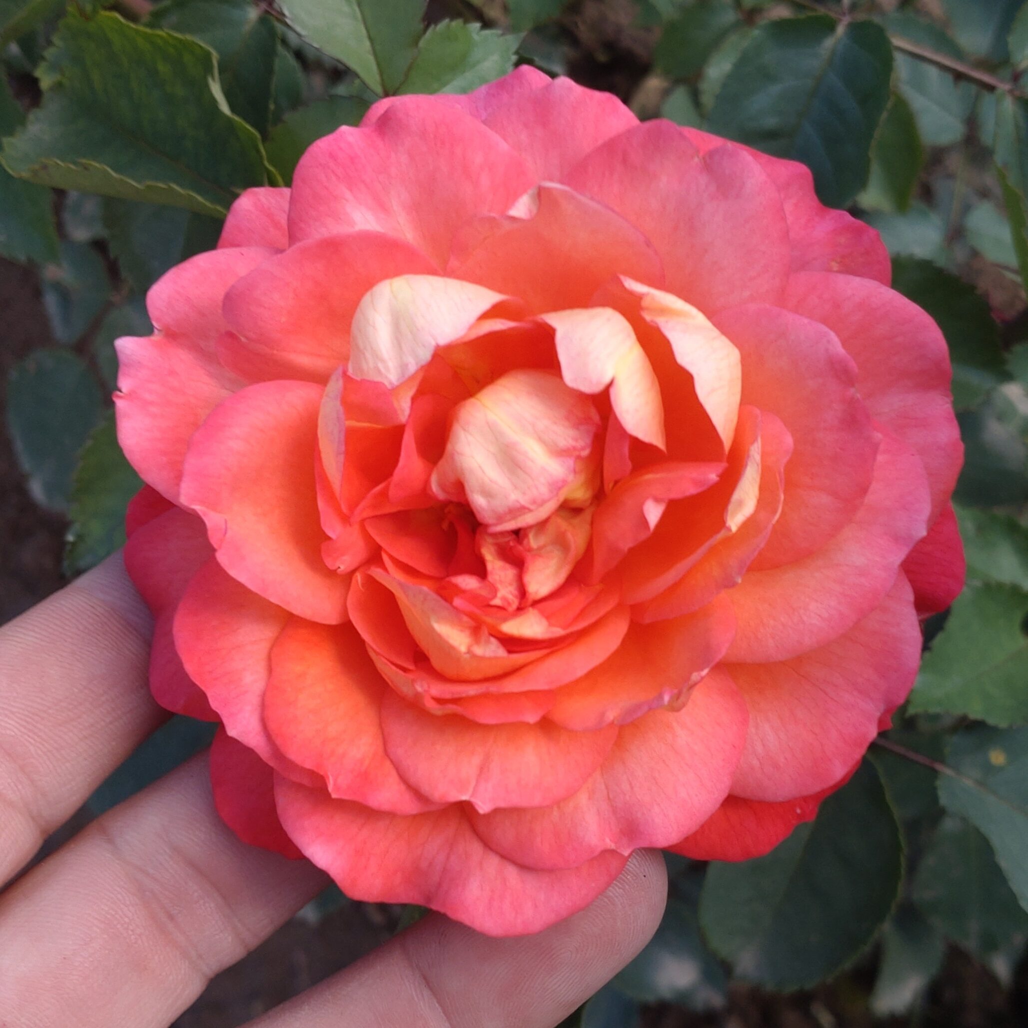 Mandarin Gold – Bild 10