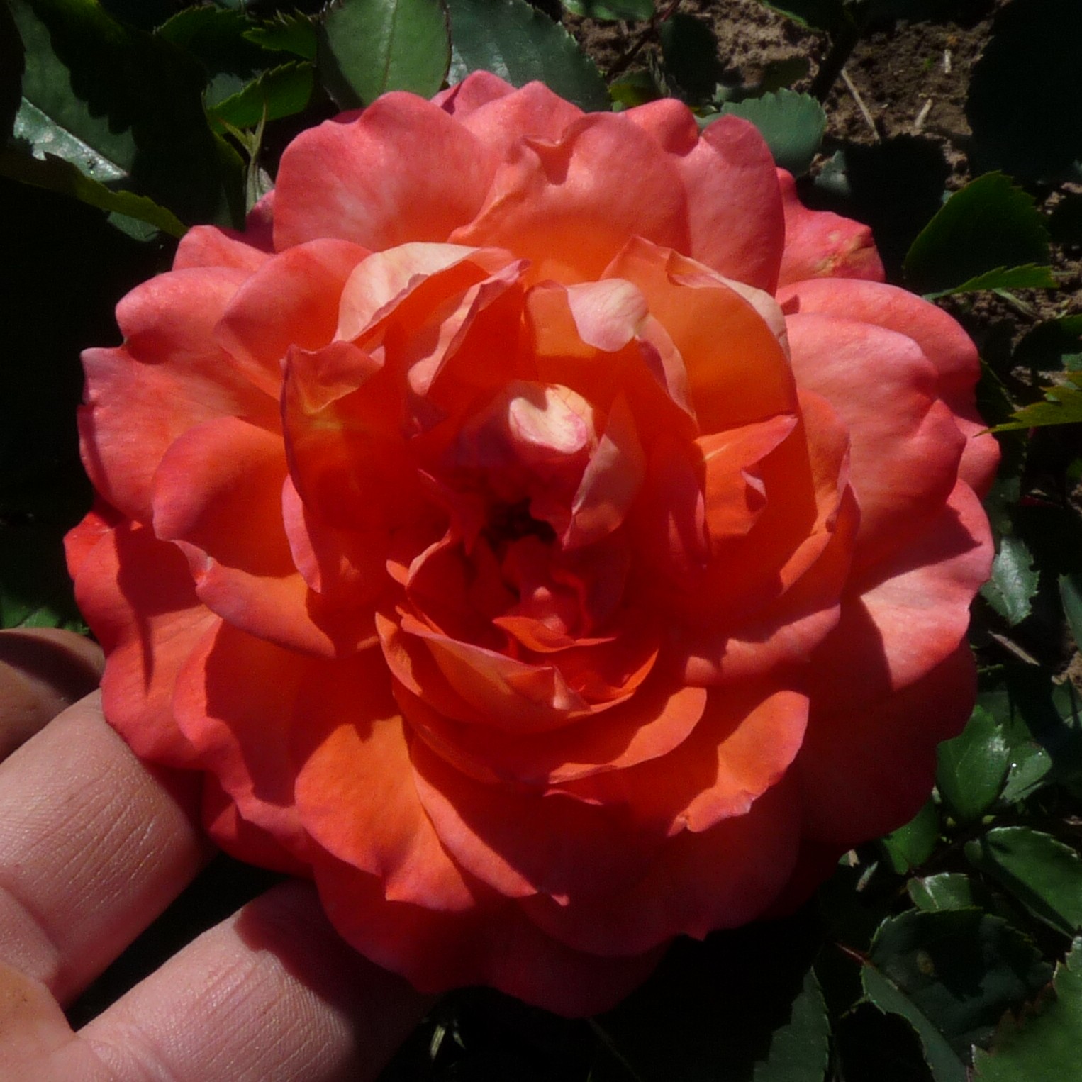 Mandarin Gold – Bild 11