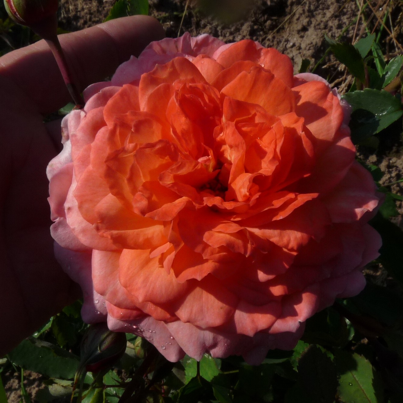Mandarin Gold – Bild 12