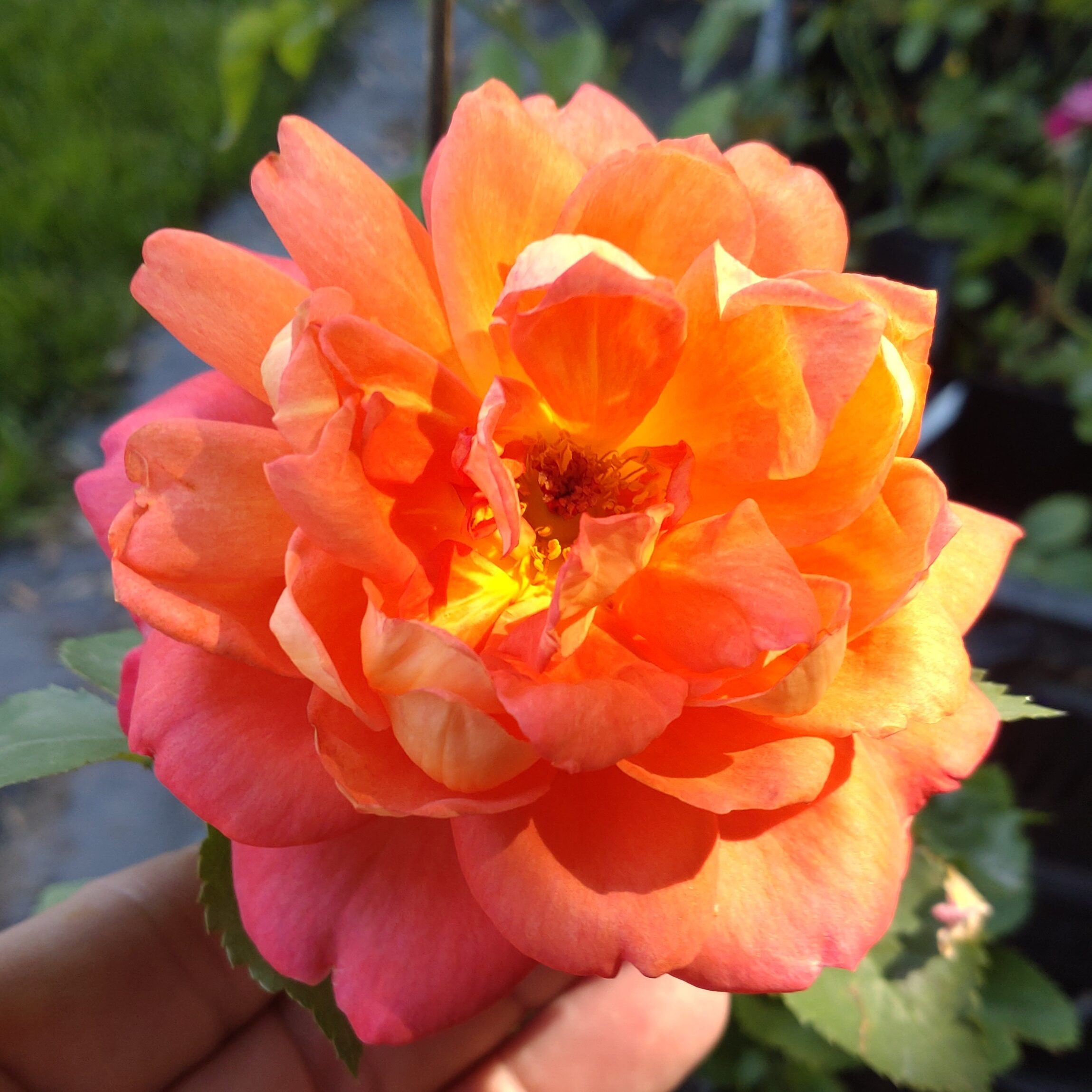 Mandarin Gold – Bild 13