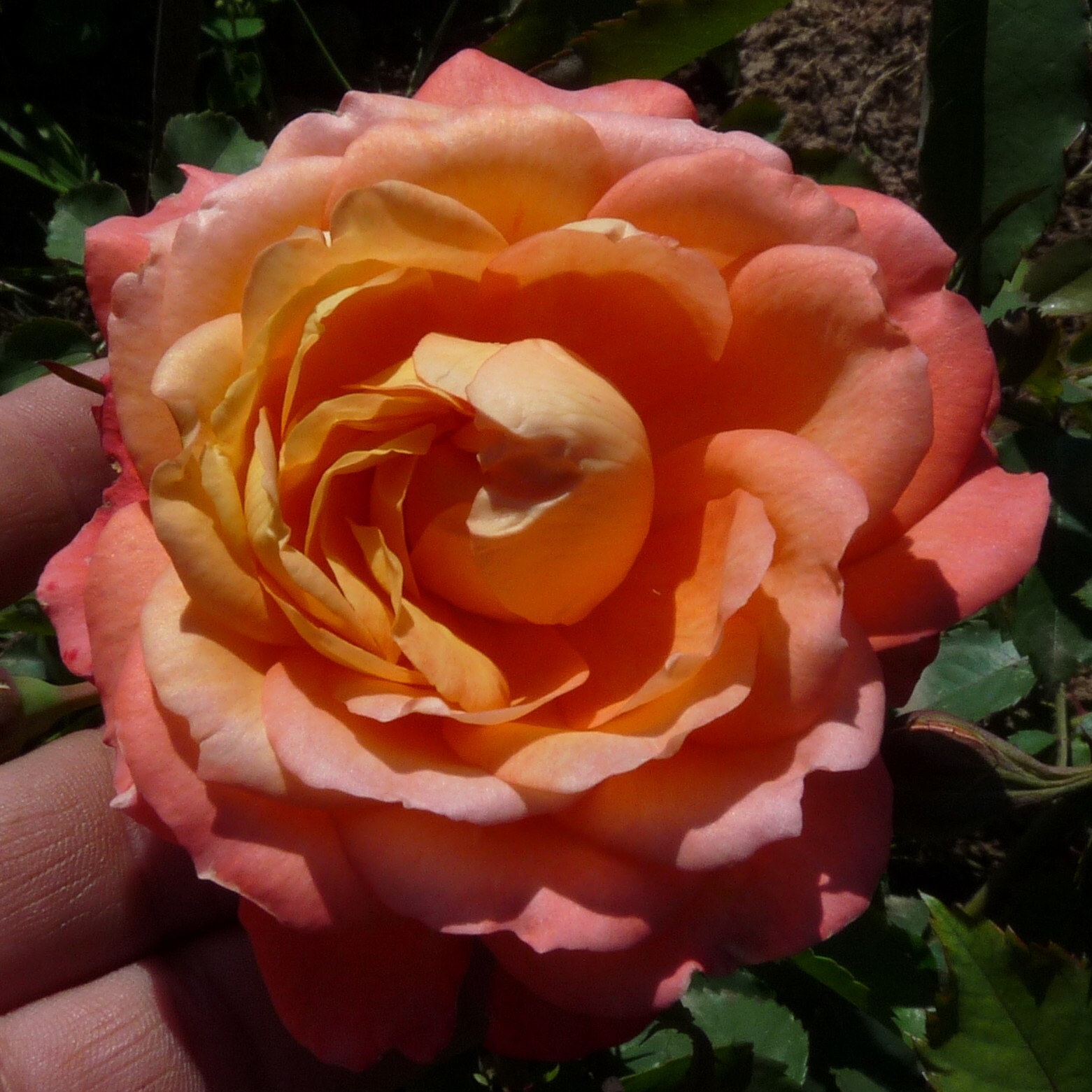Mandarin Gold – Bild 14
