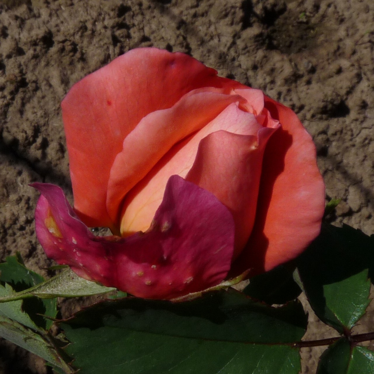 Mandarin Gold – Bild 15