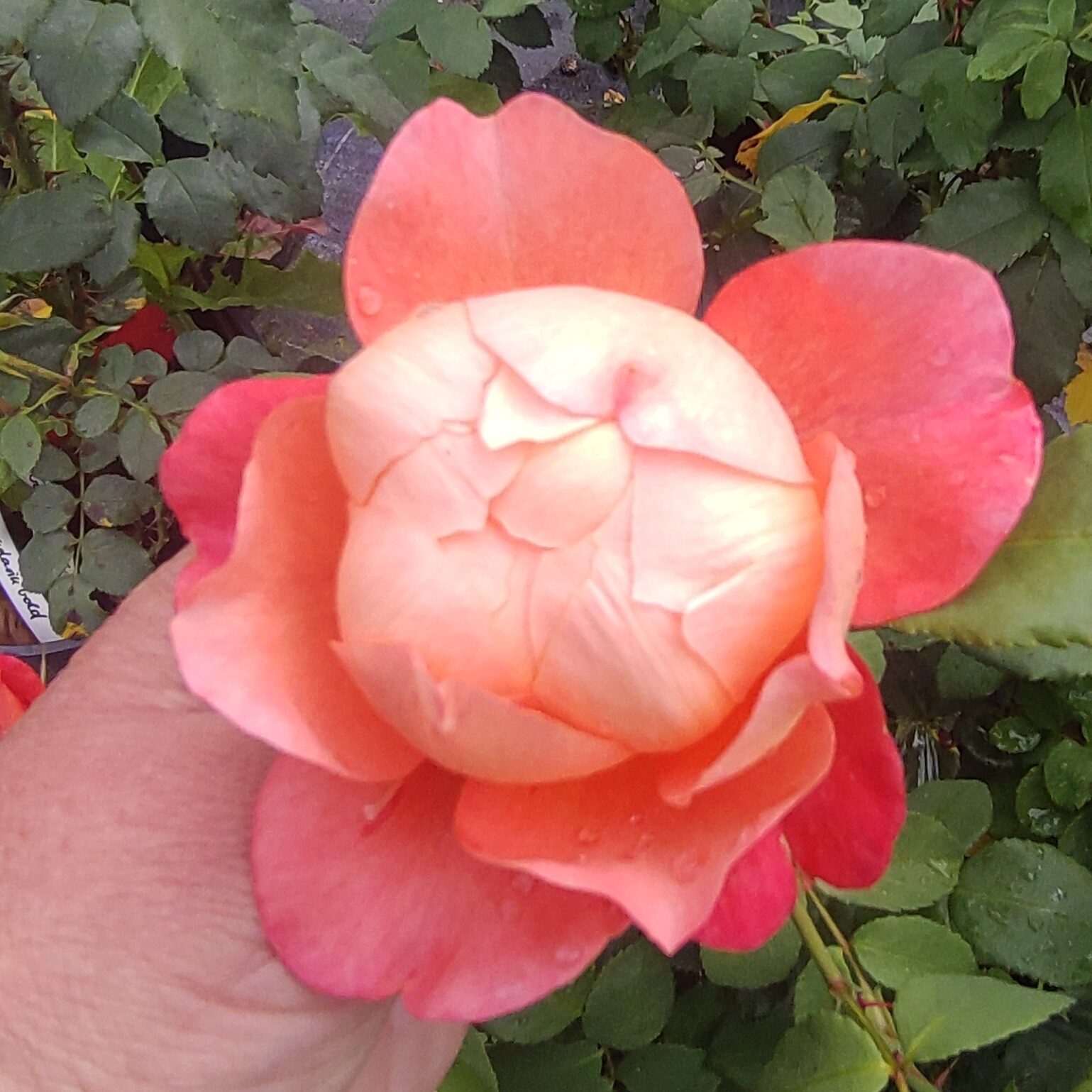 Mandarin Gold – Bild 16