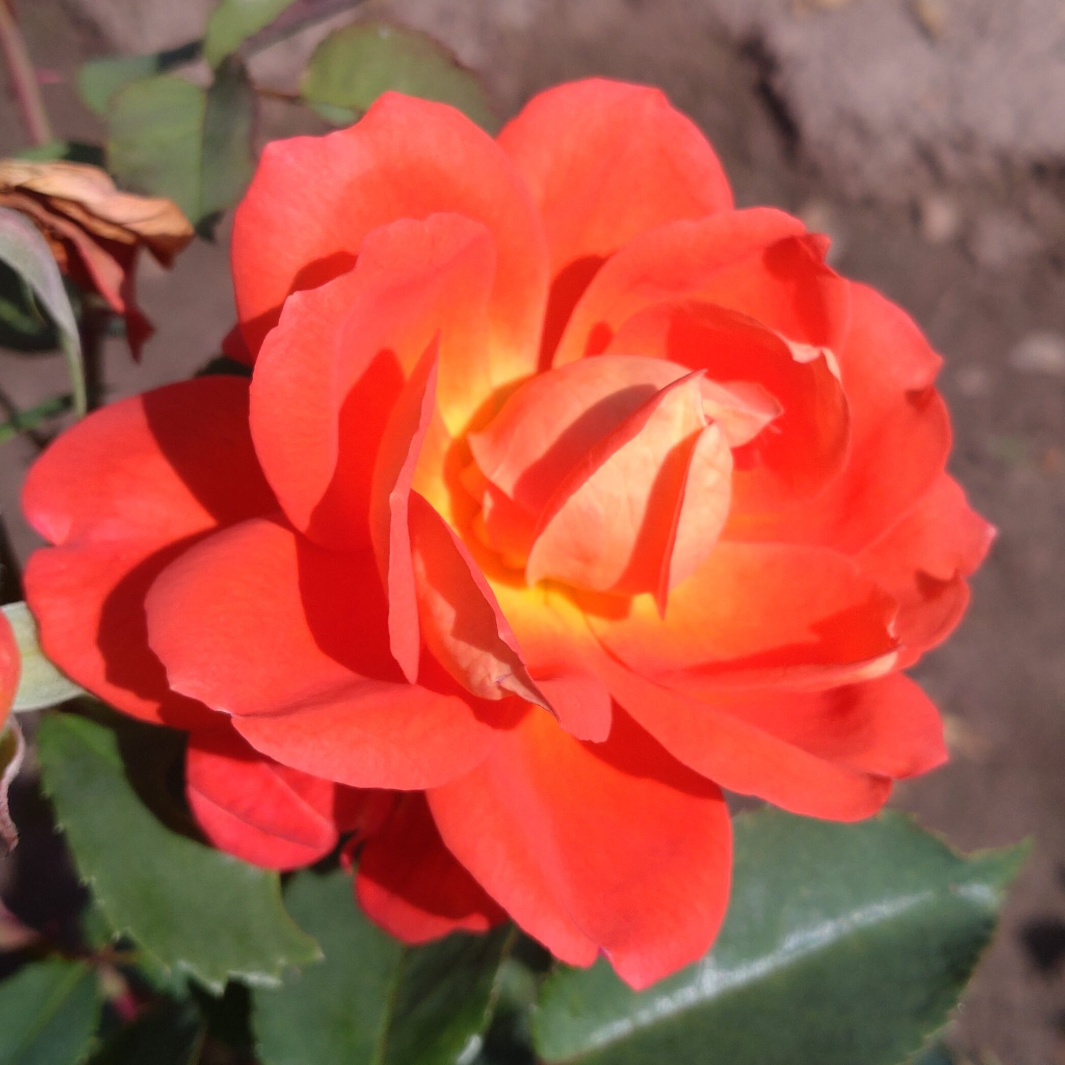 Mandarin Gold – Bild 3