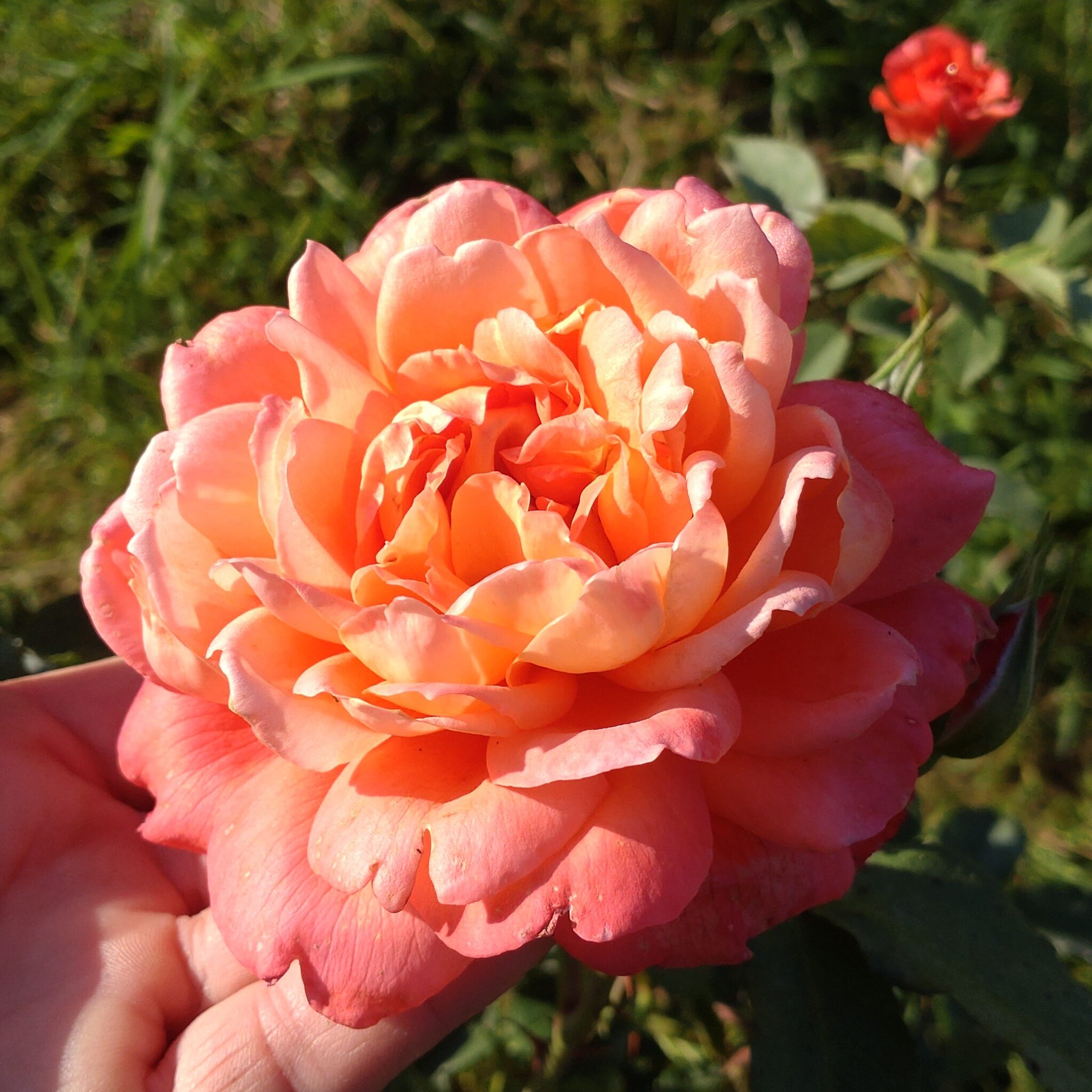 Mandarin Gold – Bild 4