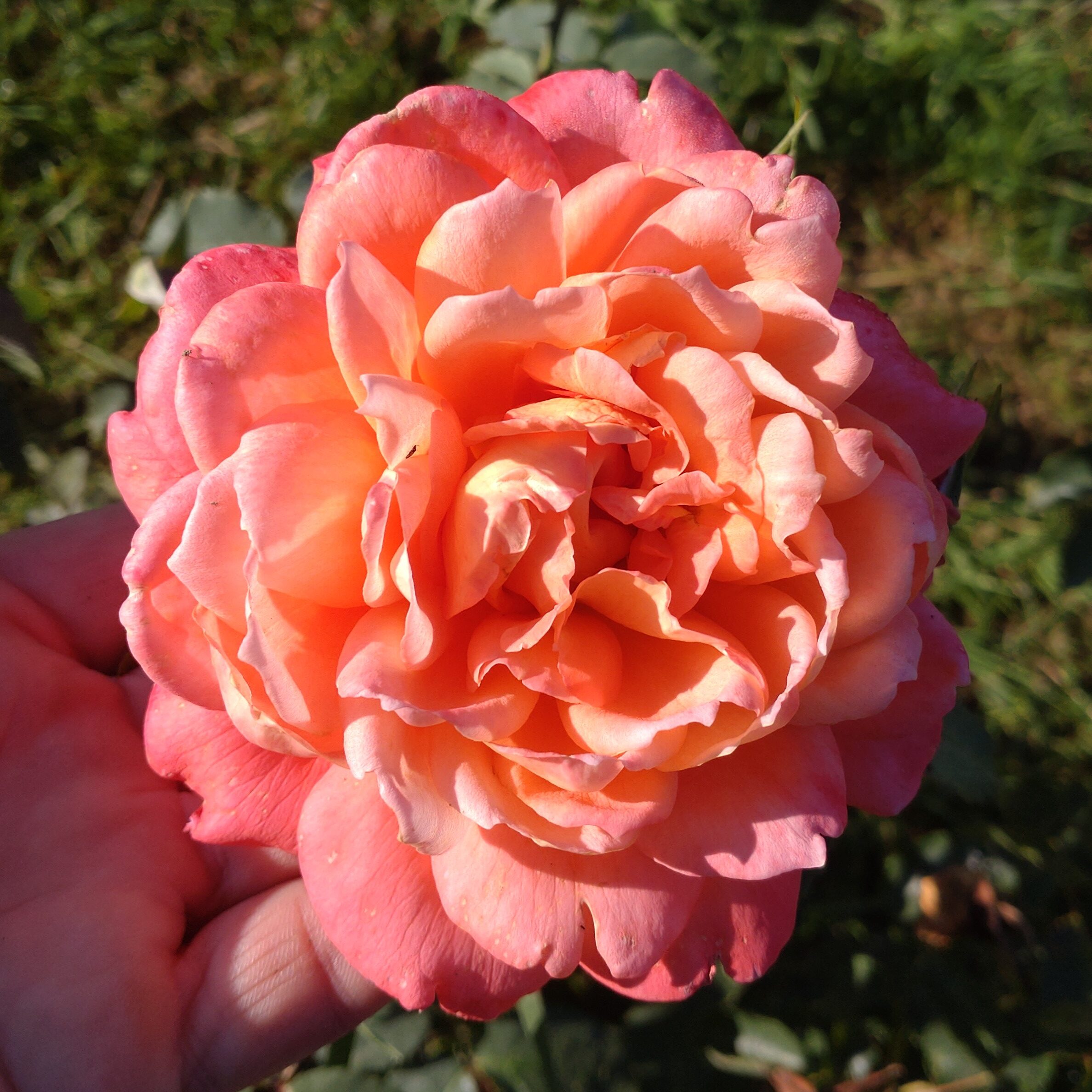 Mandarin Gold – Bild 5