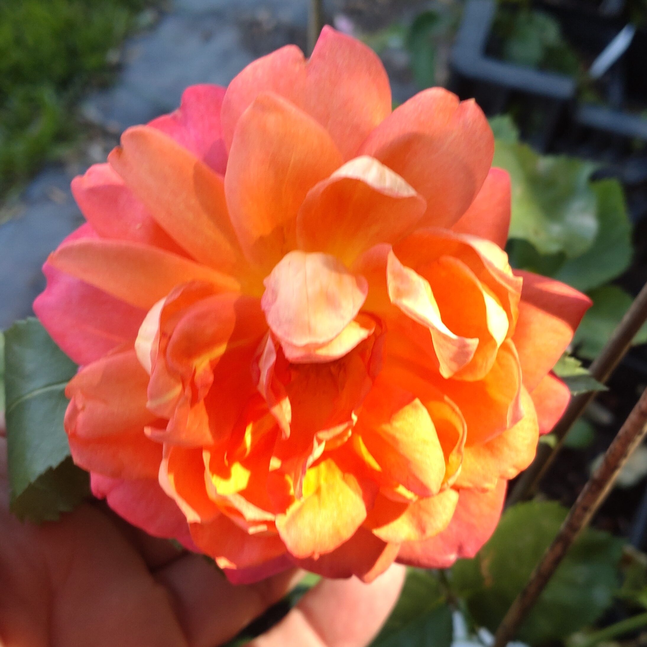 Mandarin Gold – Bild 6
