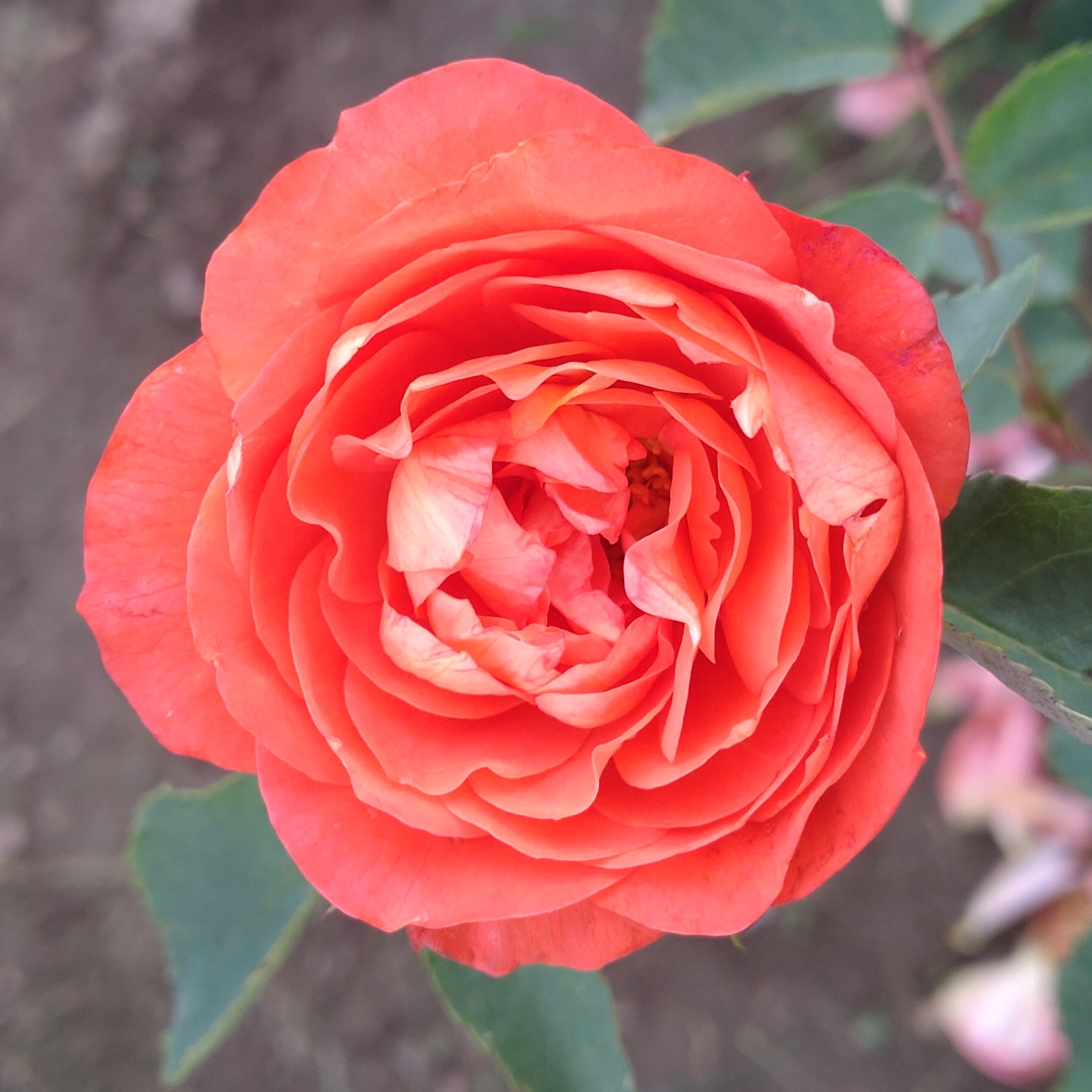 Mandarin Gold – Bild 7