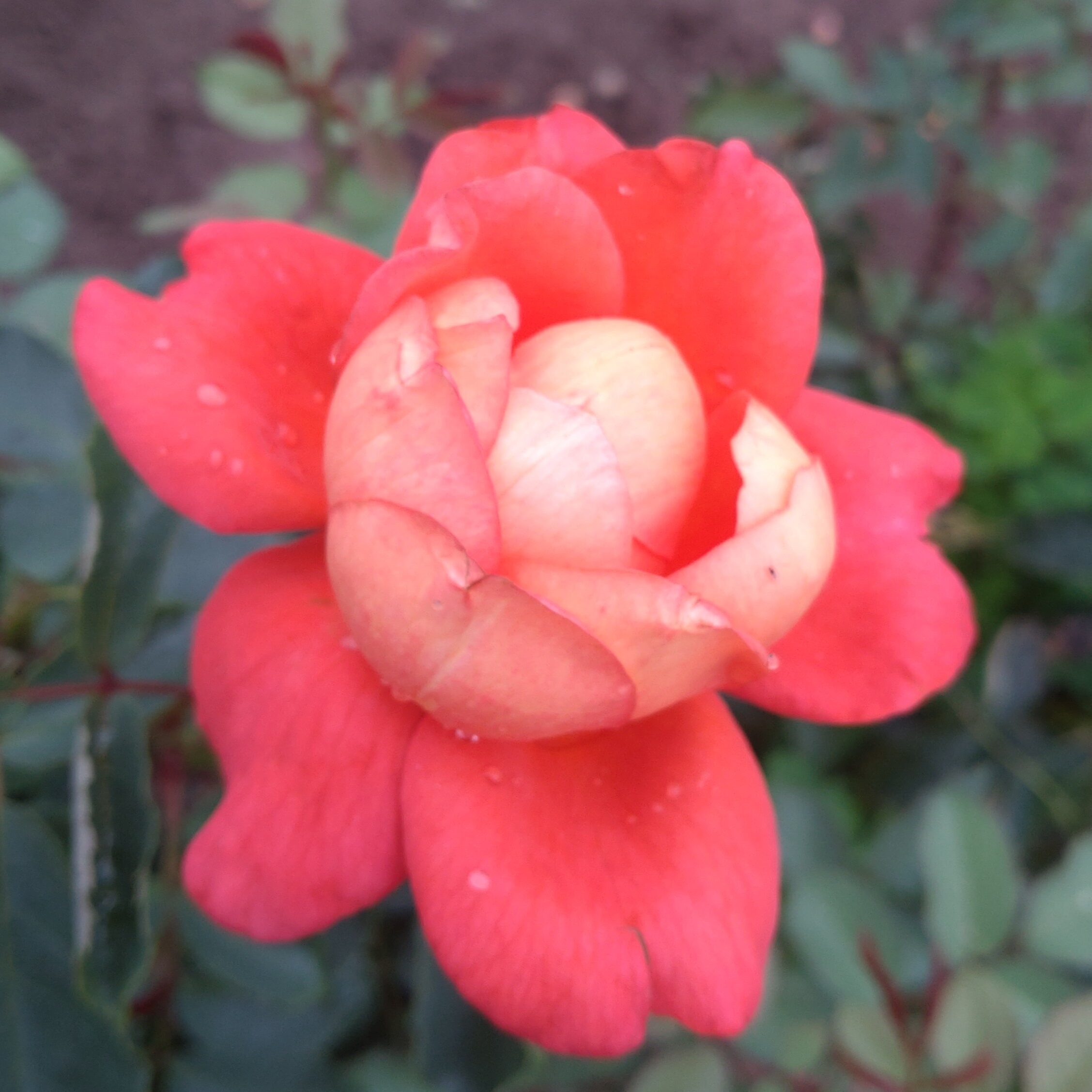 Mandarin Gold – Bild 8