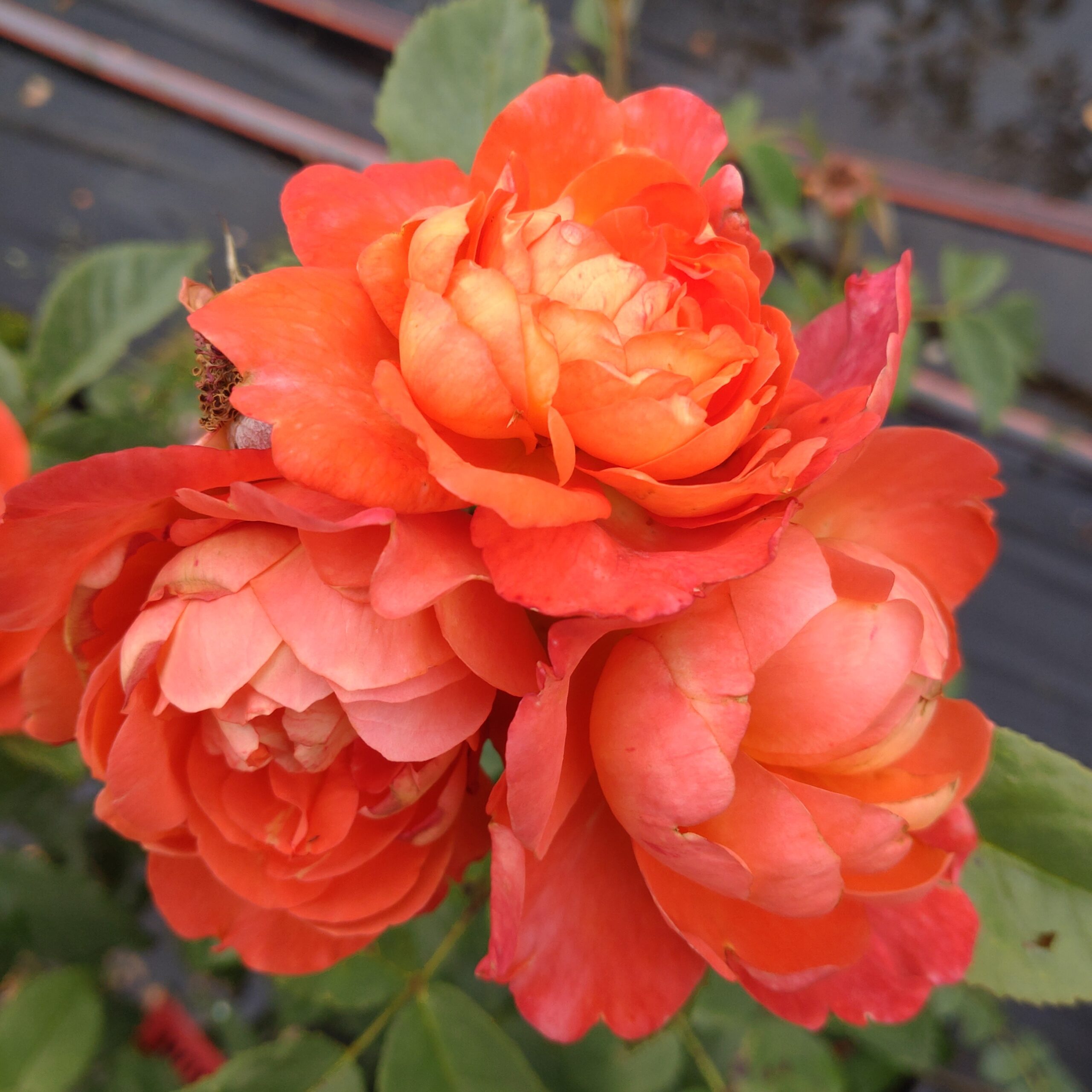 Mandarin Gold