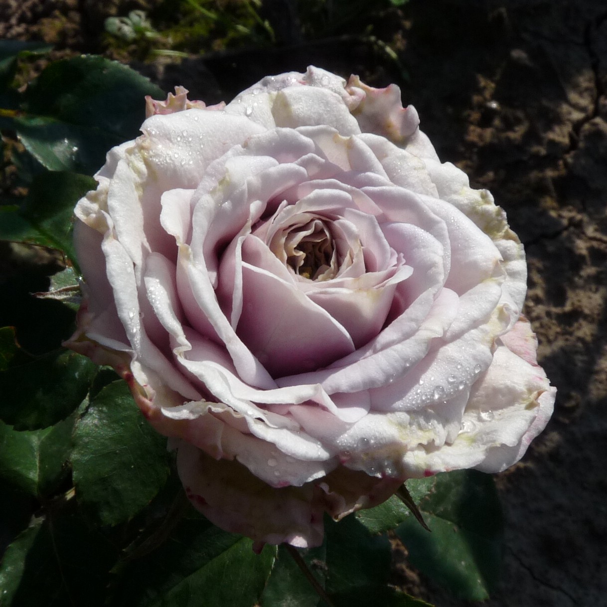 Morbidessa – Bild 15