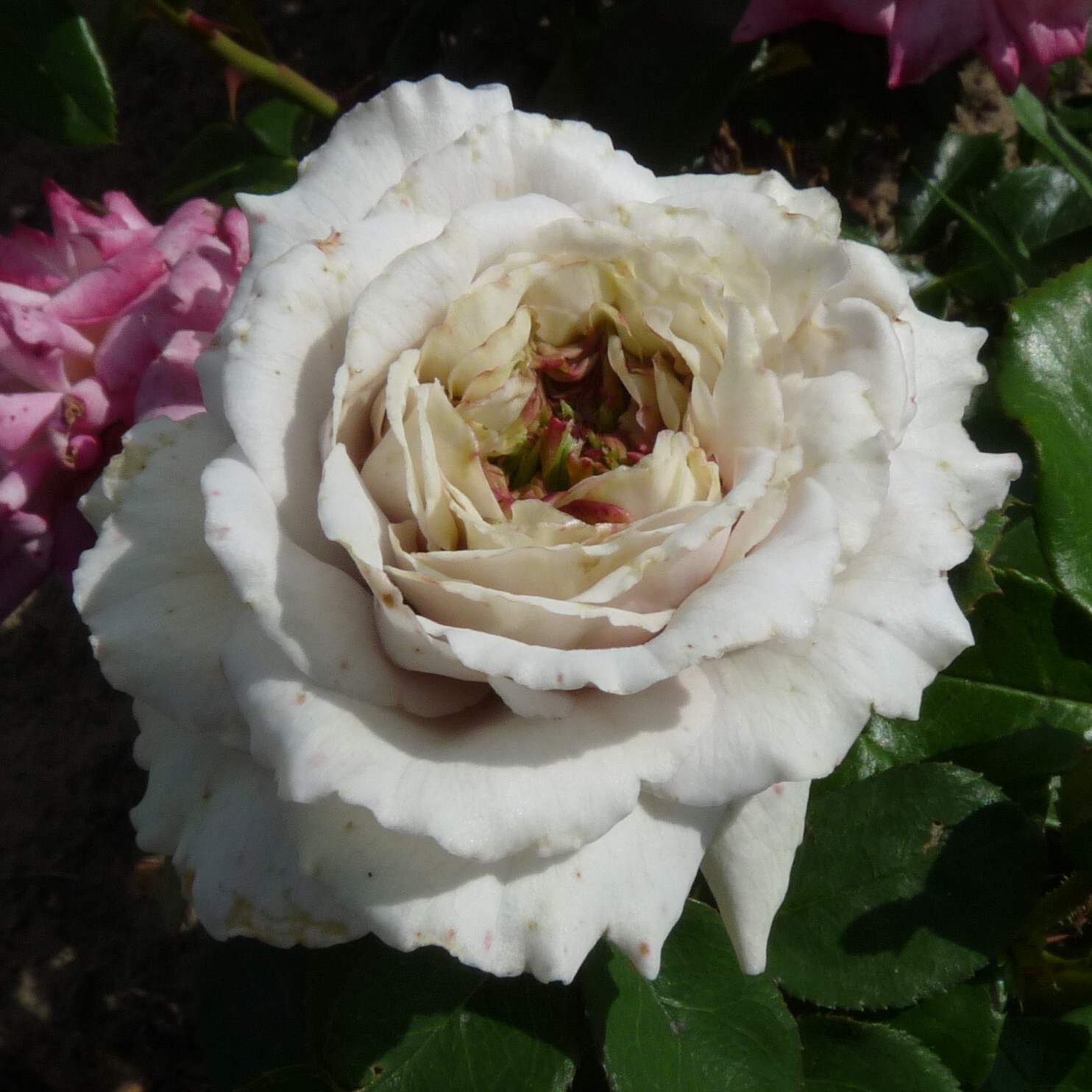 Morbidessa – Bild 17