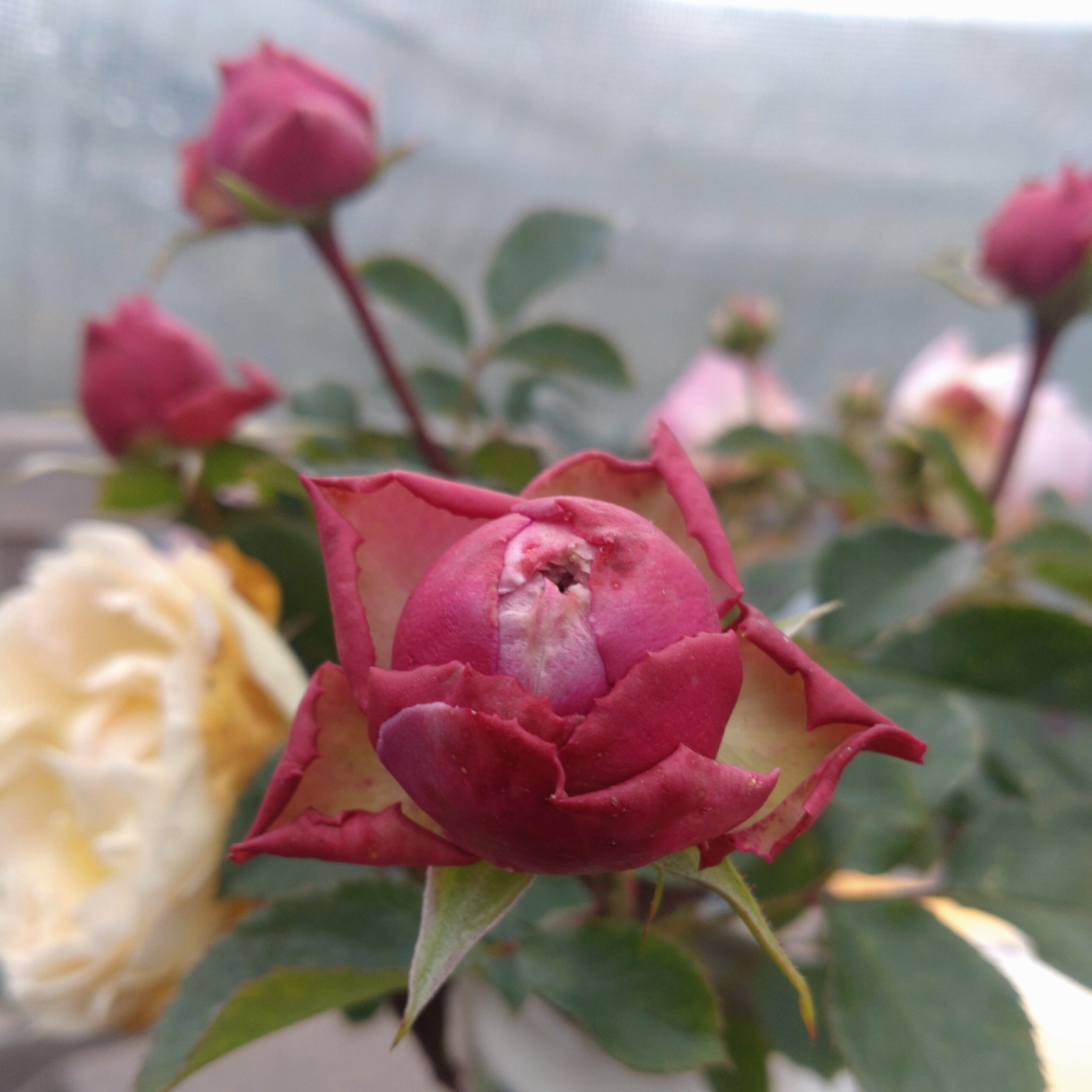 Morbidessa – Bild 18