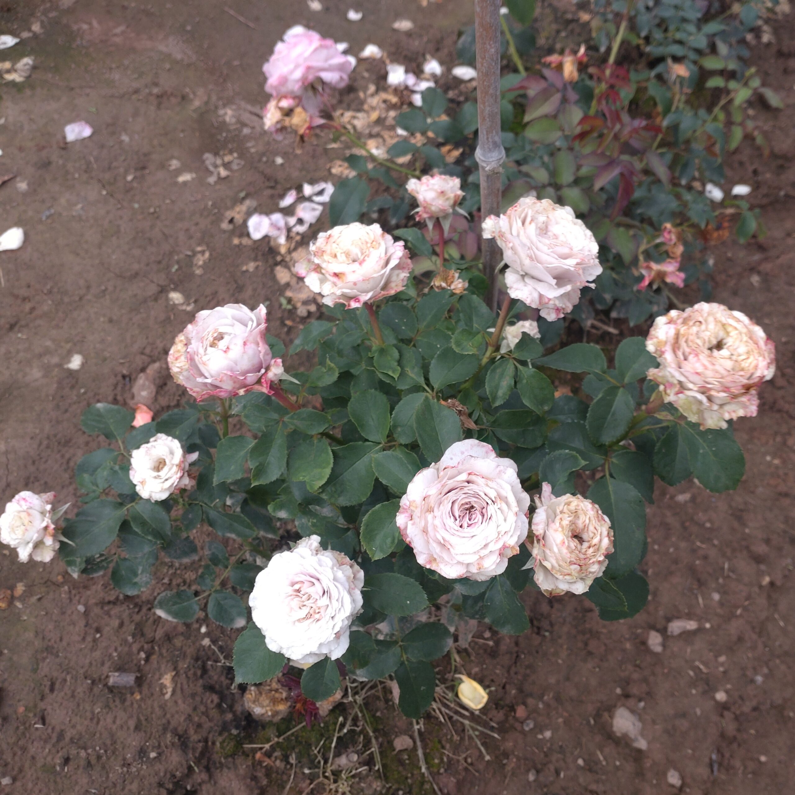 Morbidessa – Bild 3