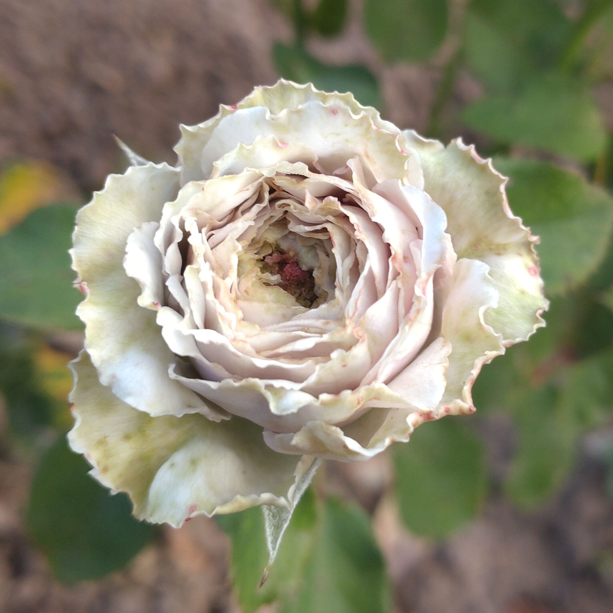 Morbidessa – Bild 4