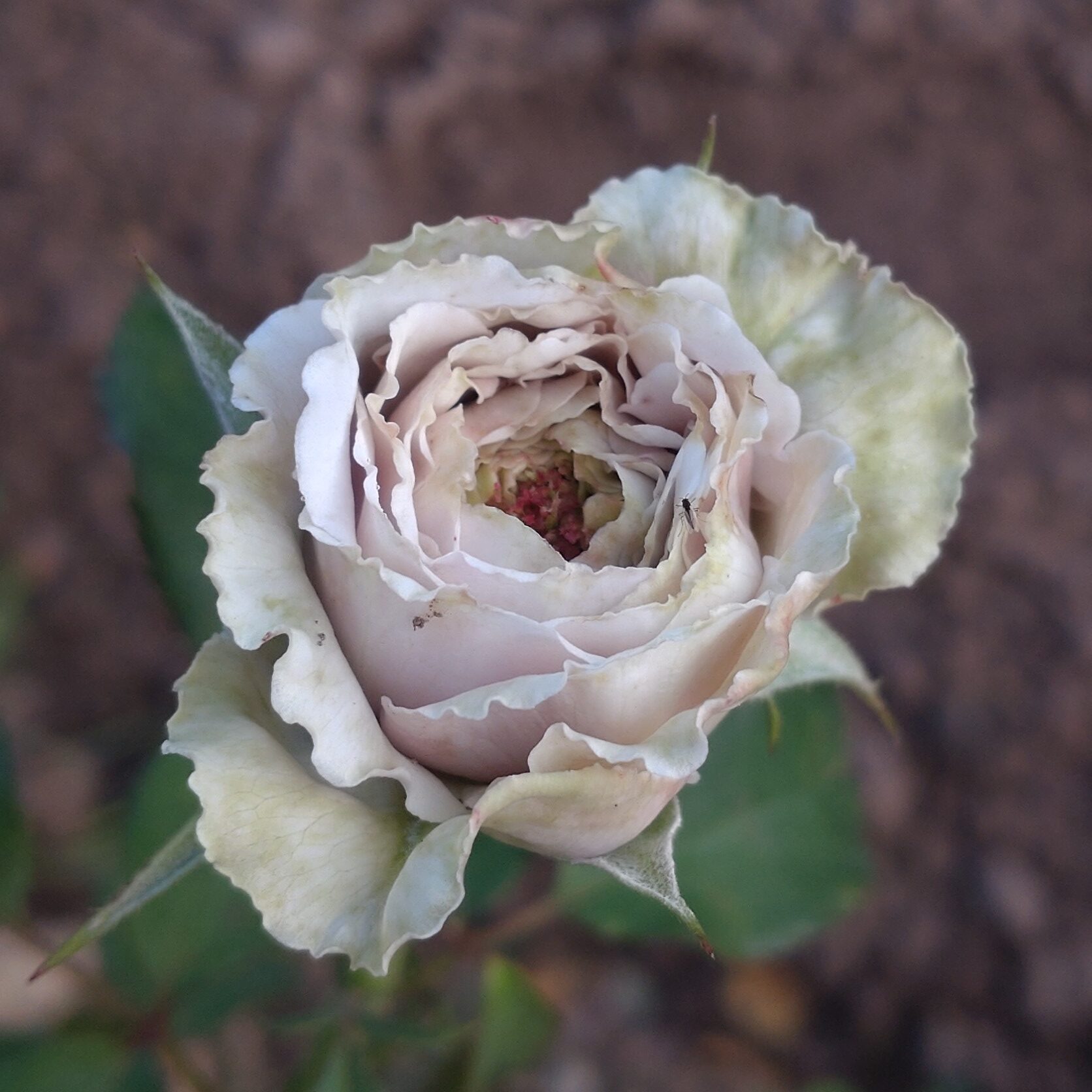 Morbidessa – Bild 5