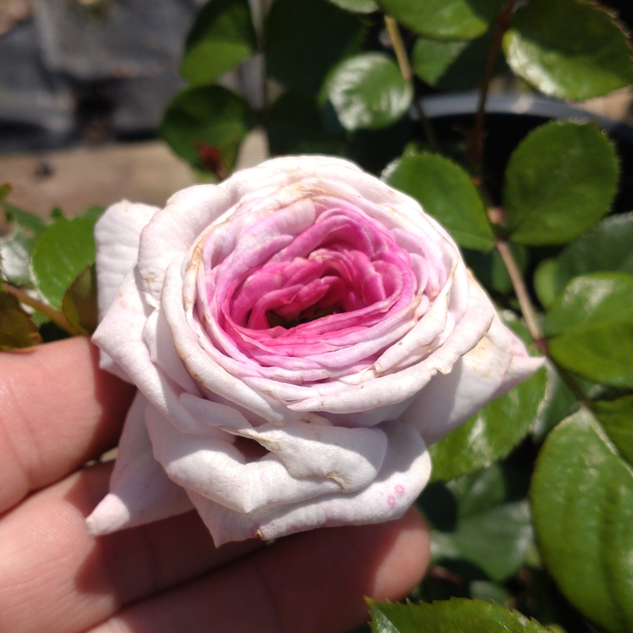 Violet Hearts – Bild 9