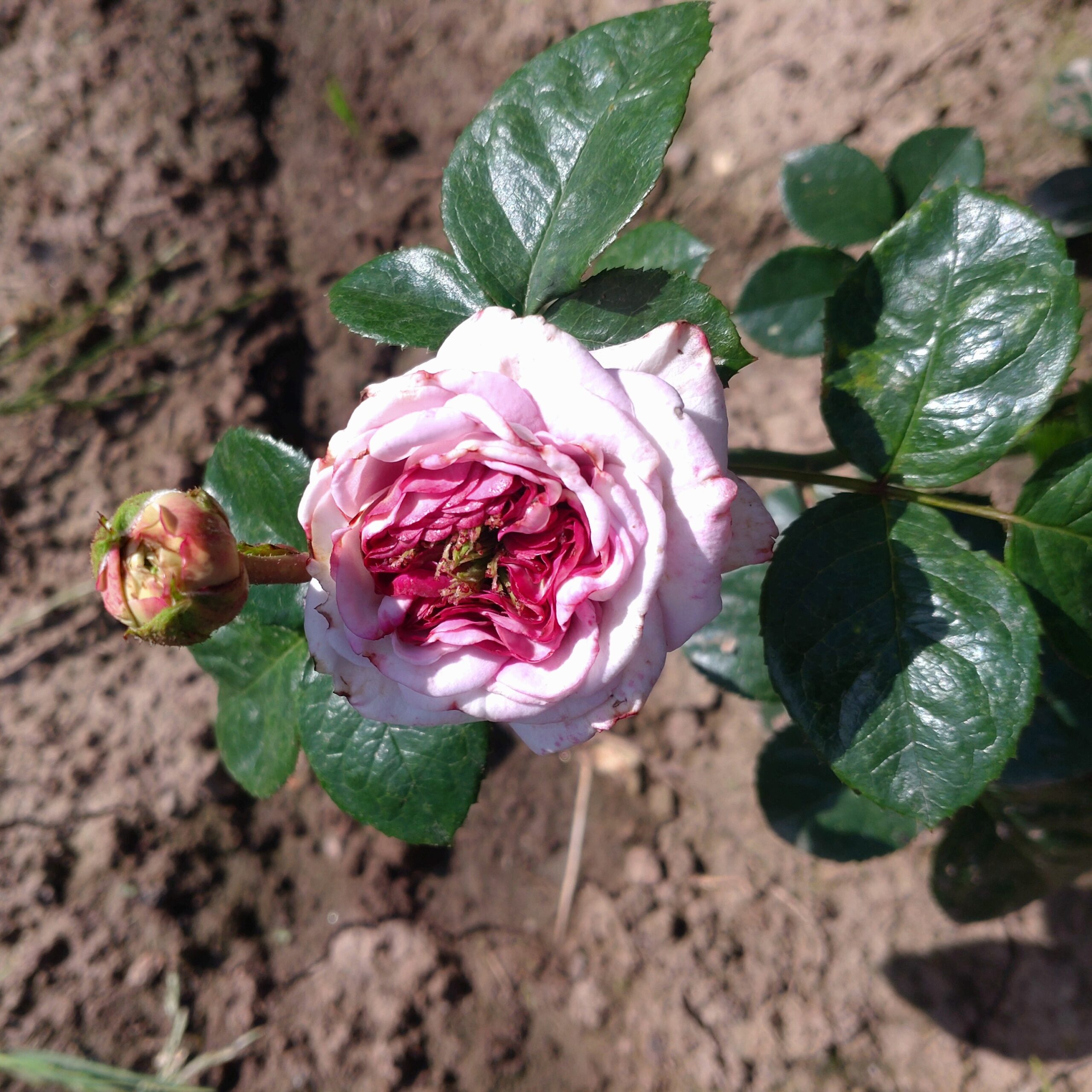 Violet Hearts – Bild 12