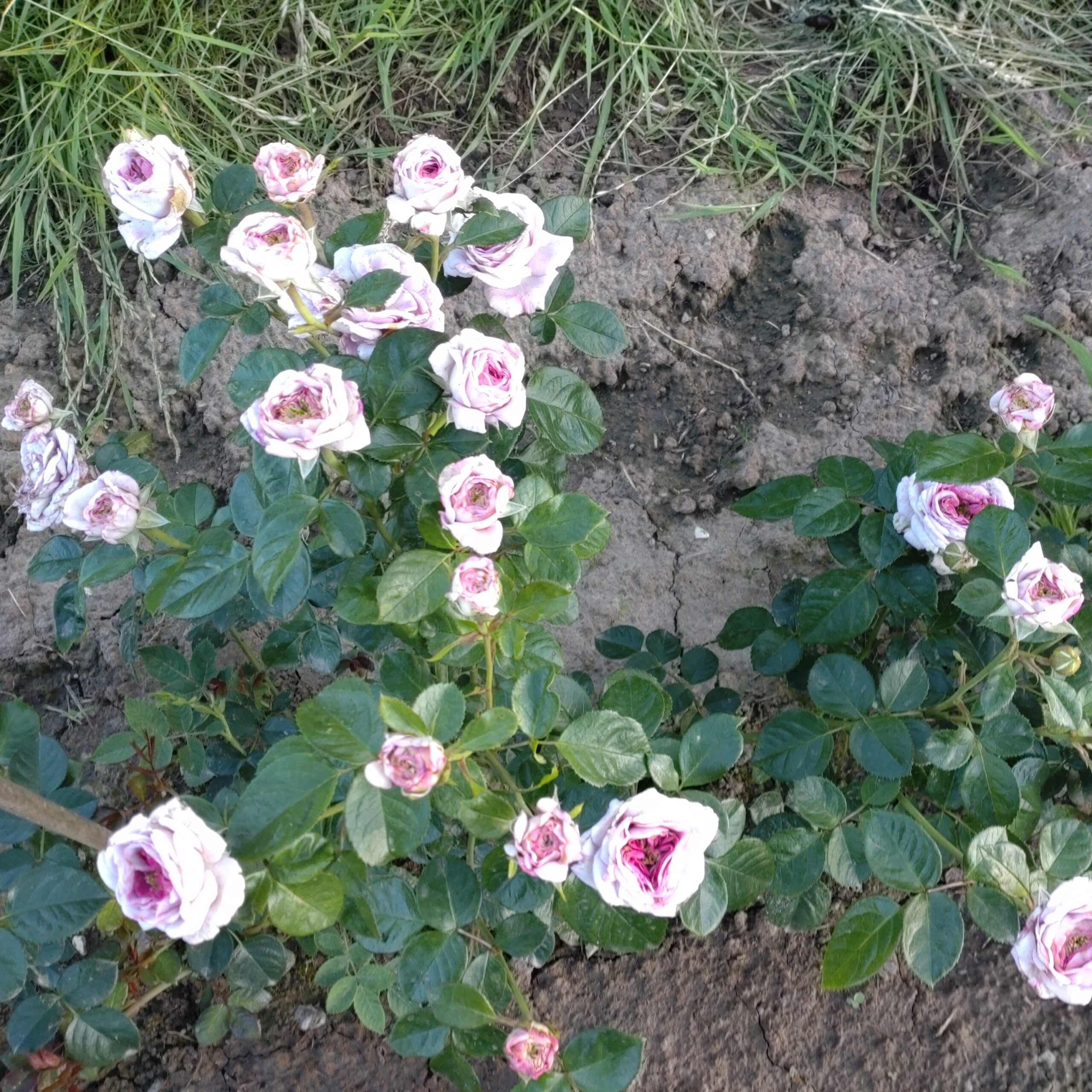 Violet Hearts – Bild 10