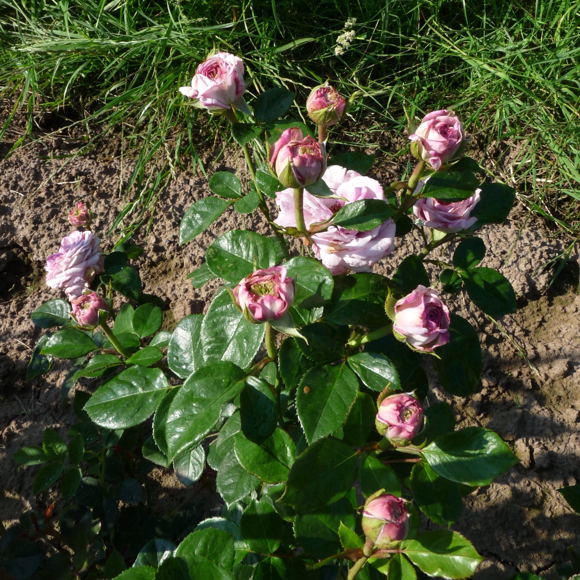Violet Hearts – Bild 8