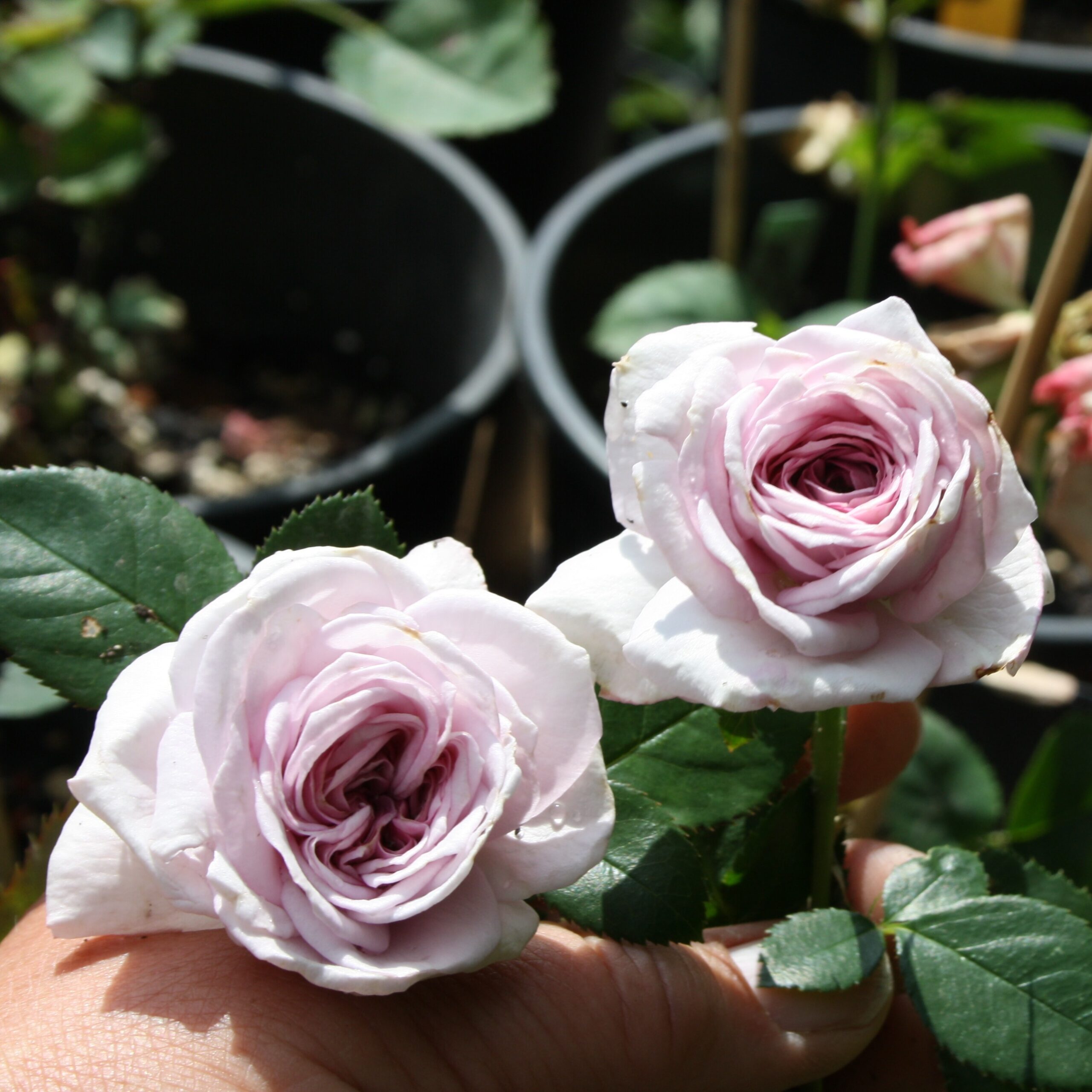 Violet Hearts – Bild 7