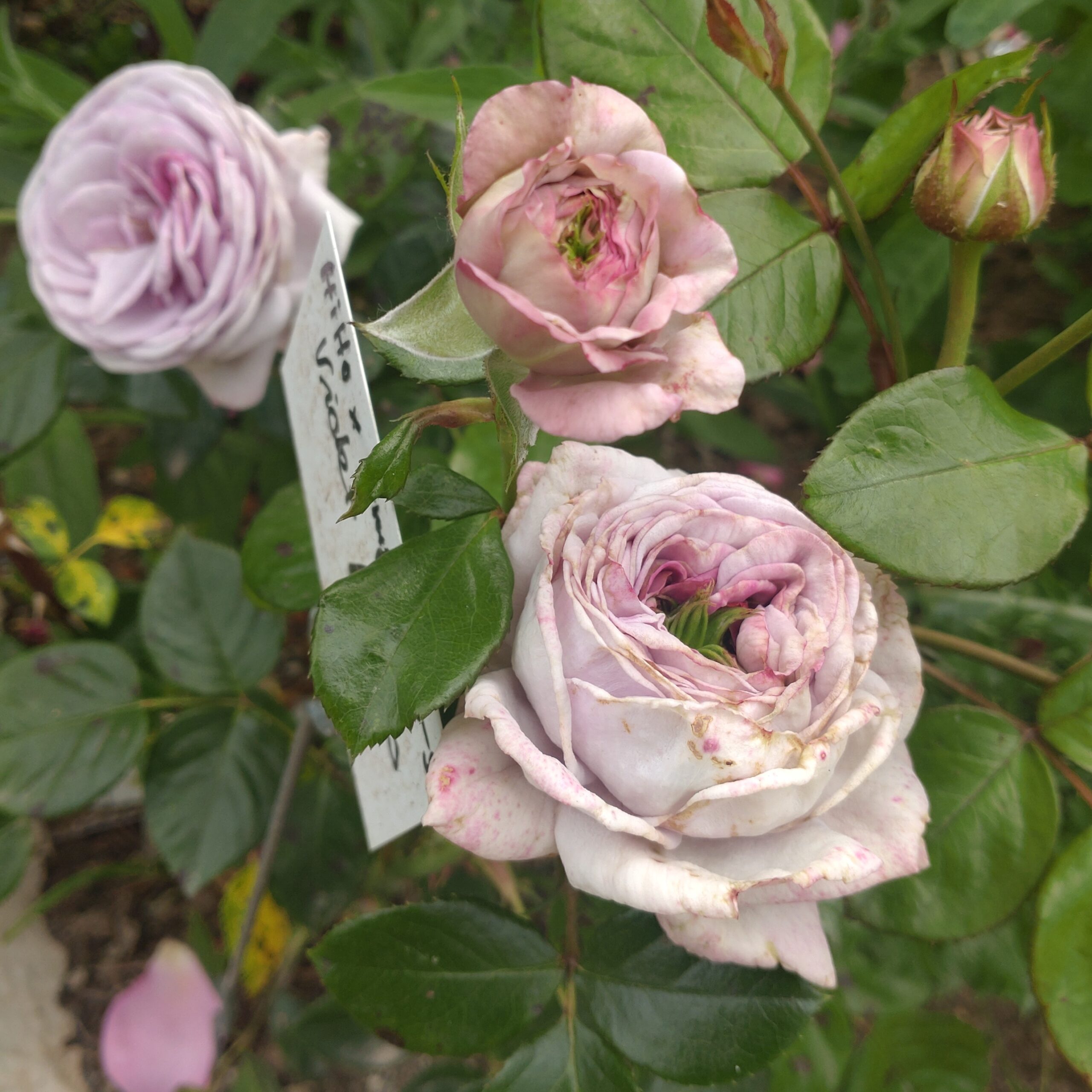 Violet Hearts – Bild 11