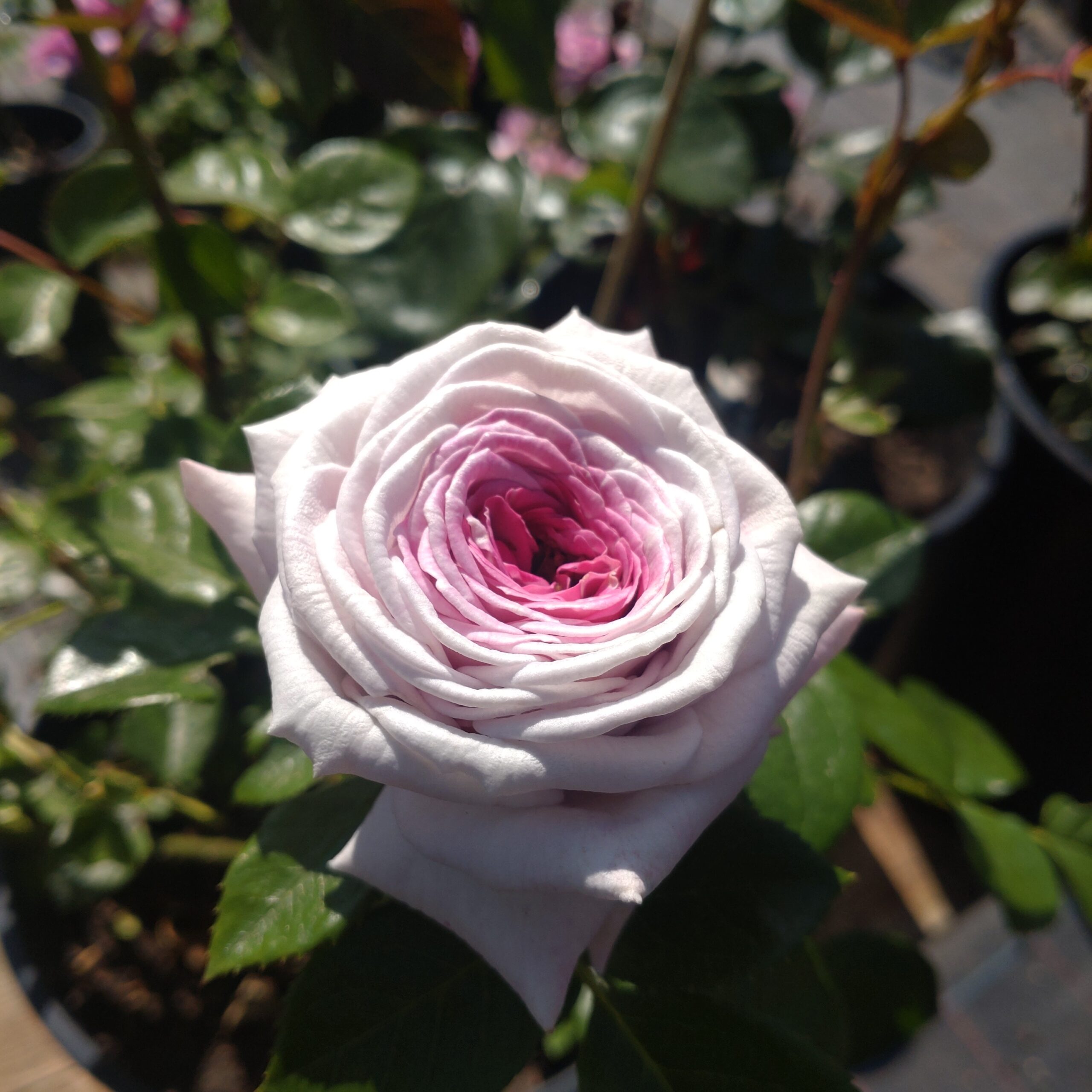 Violet Hearts – Bild 3