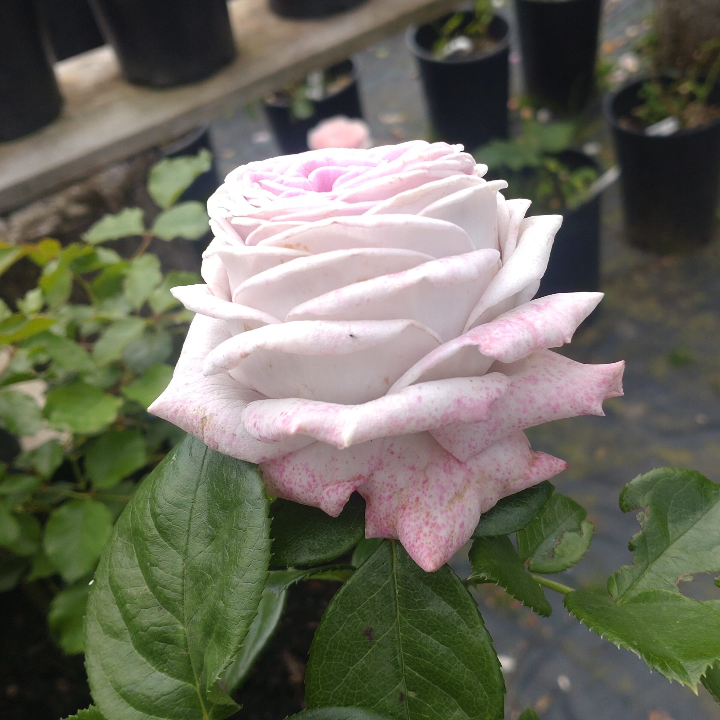 Violet Hearts – Bild 4