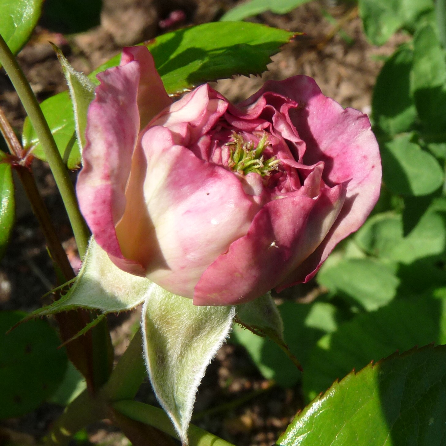 Violet Hearts – Bild 5