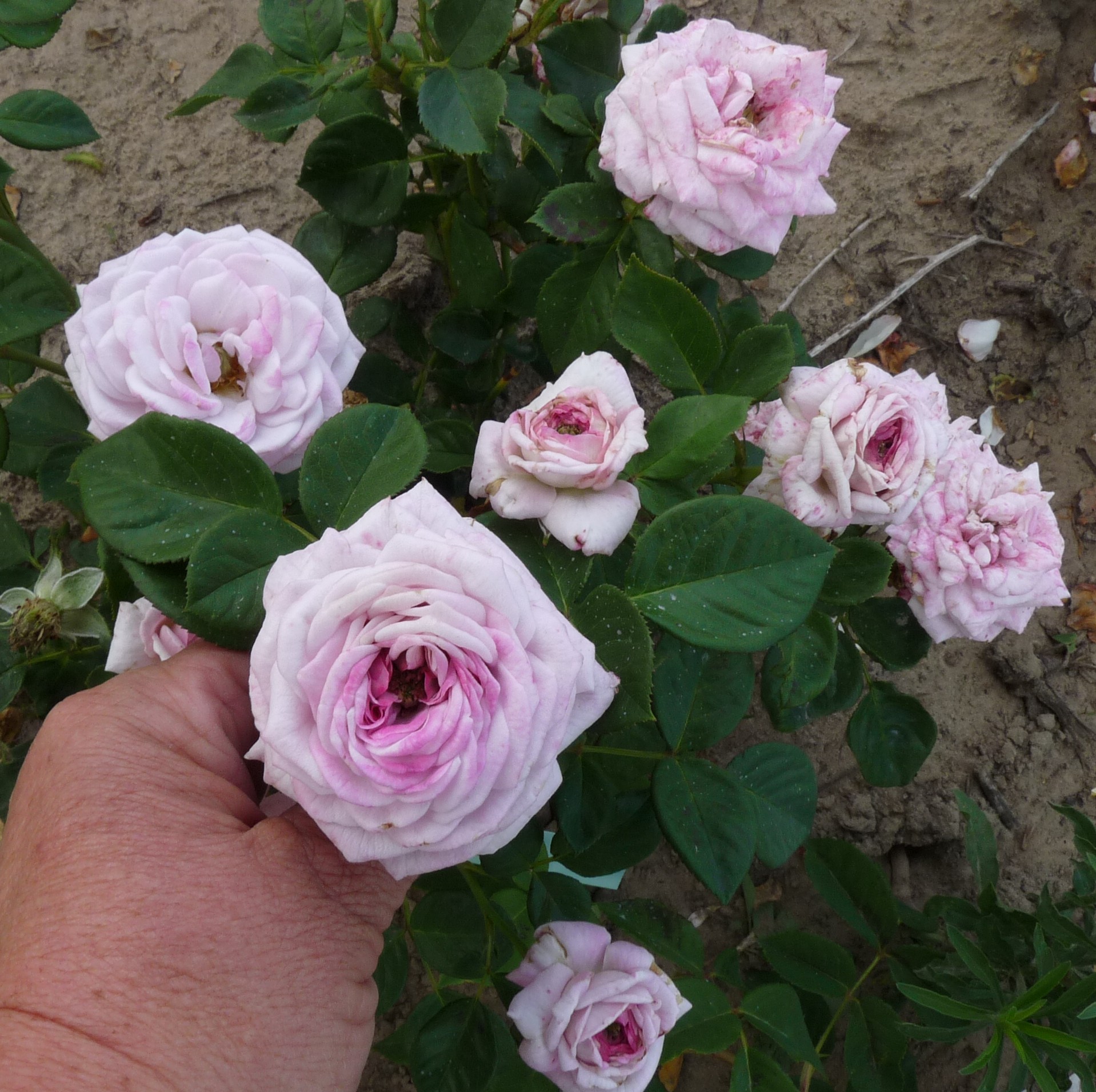 Violet Hearts – Bild 6