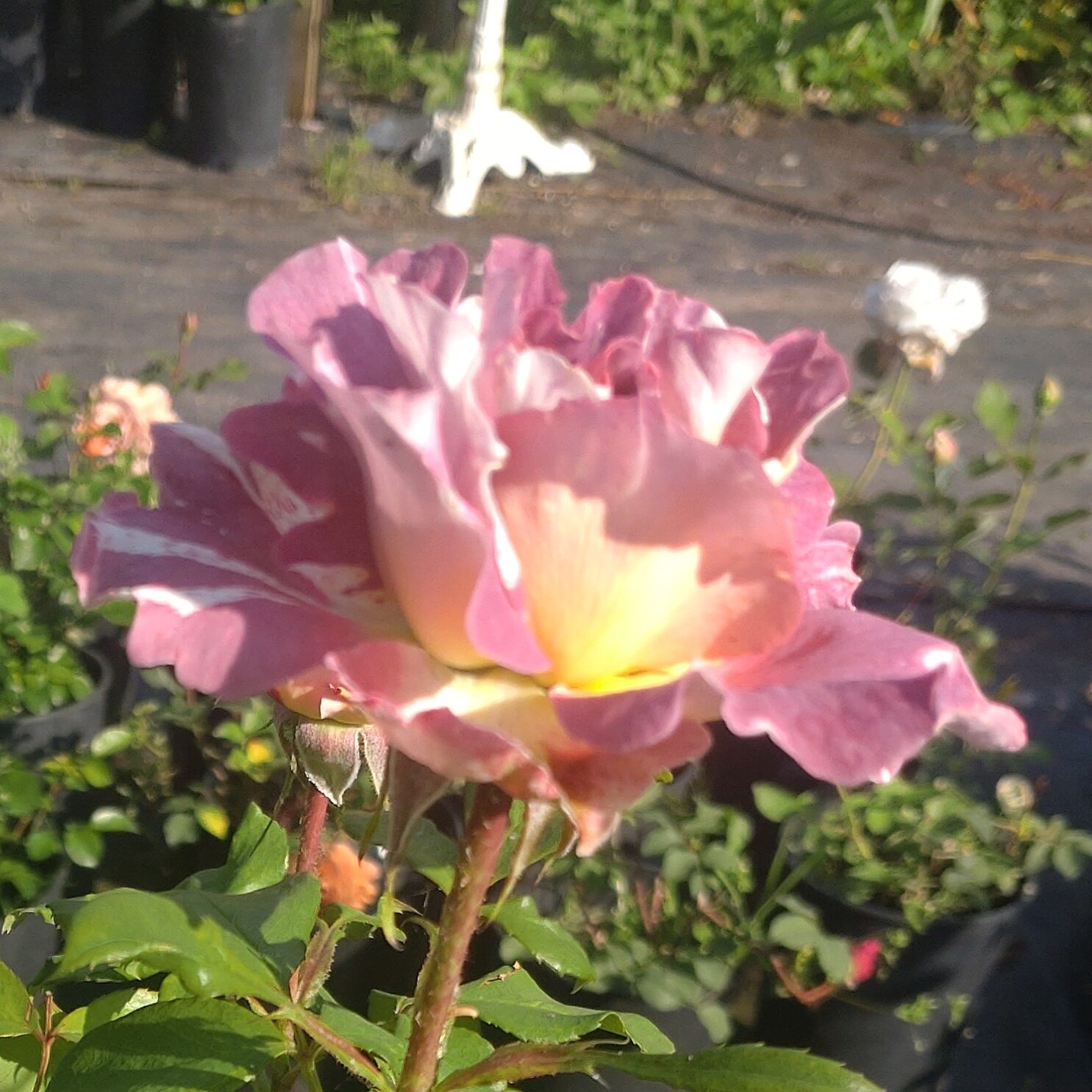 Rachael´s Rose – Bild 2