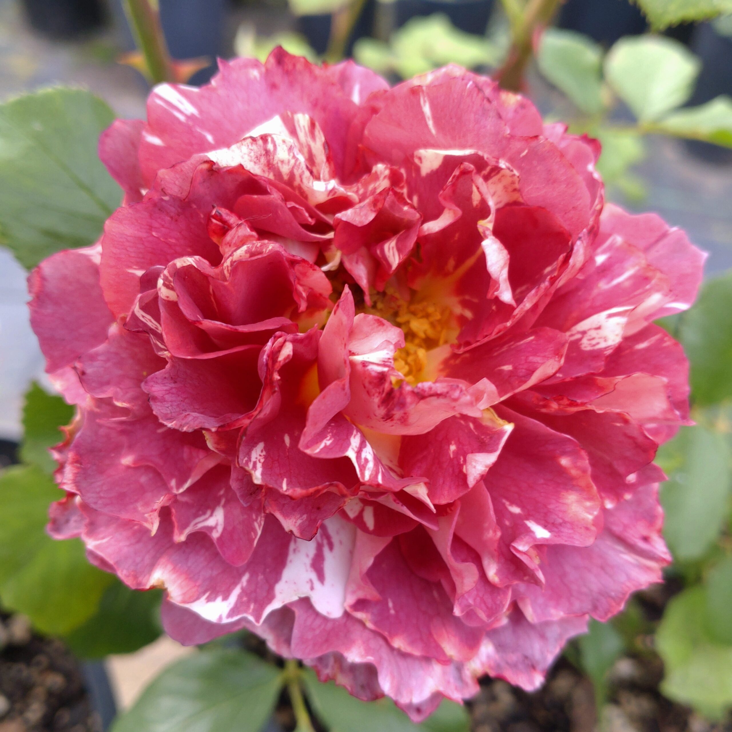 Rachael´s Rose – Bild 3